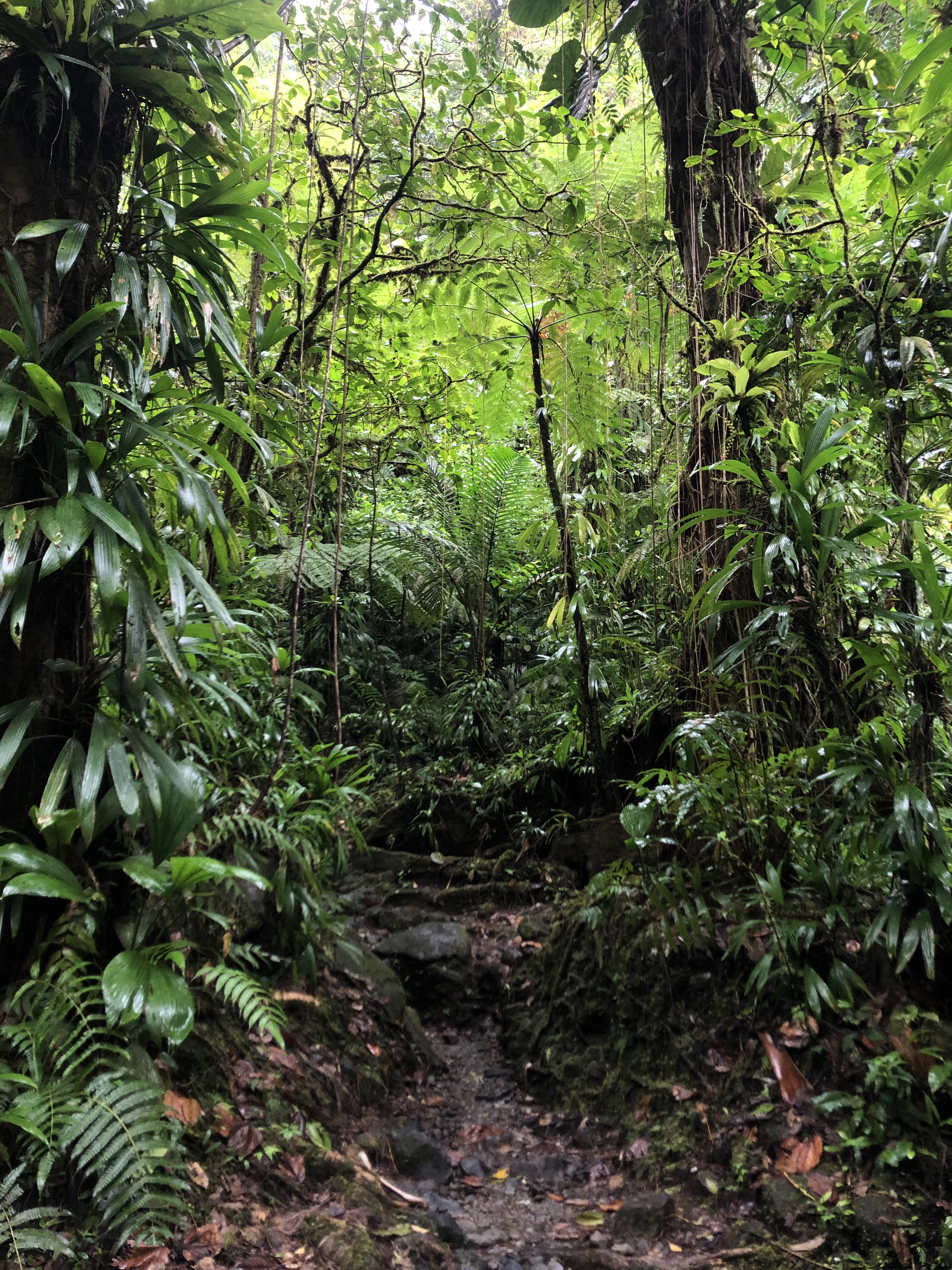 照片 瓜德罗普(Guadeloupe) 卡尔贝瀑布(Carbet Falls) 2021-02 5