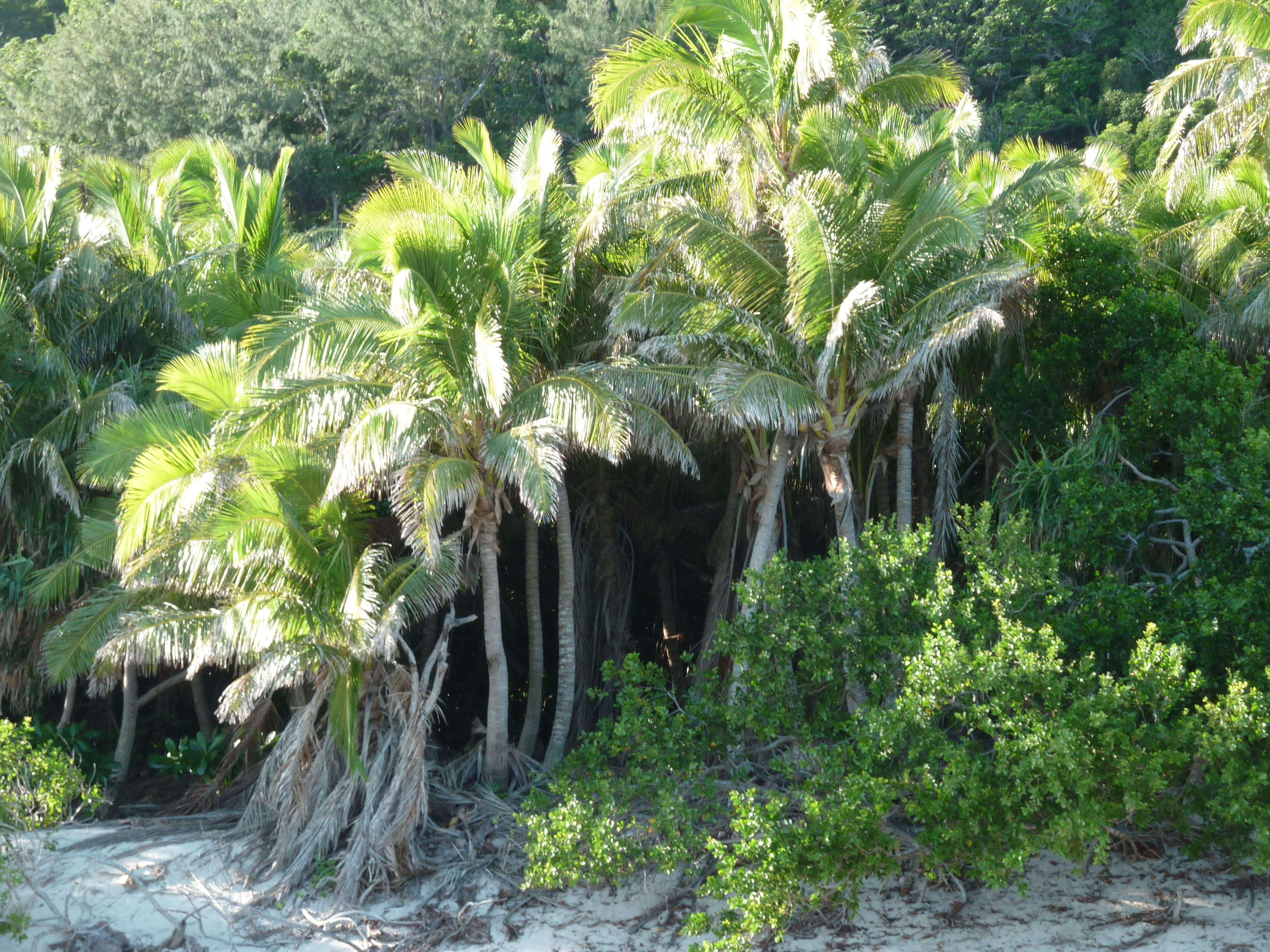 照片 斐济(Fiji) 漂流者岛(Castaway Island) 2010-05 206