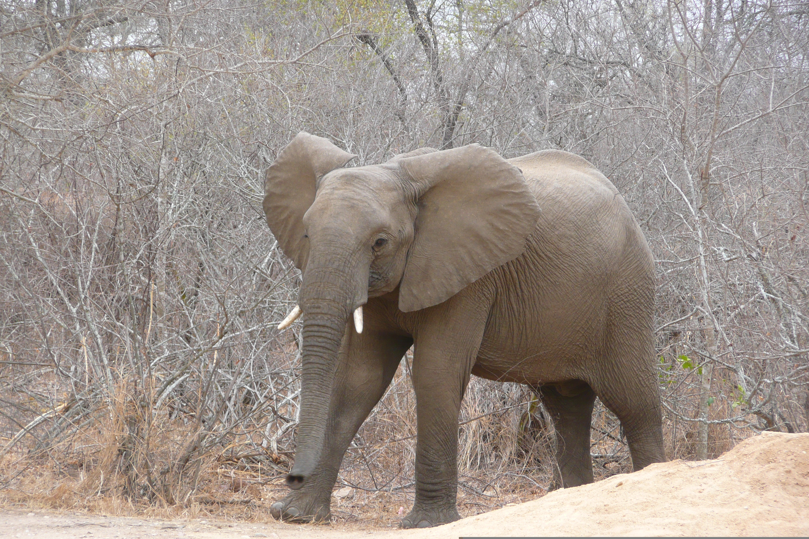 照片 南非(South Africa) 克鲁格国家公园(Kruger National Park) 萨布尔河(Sable River) 2008-09 22