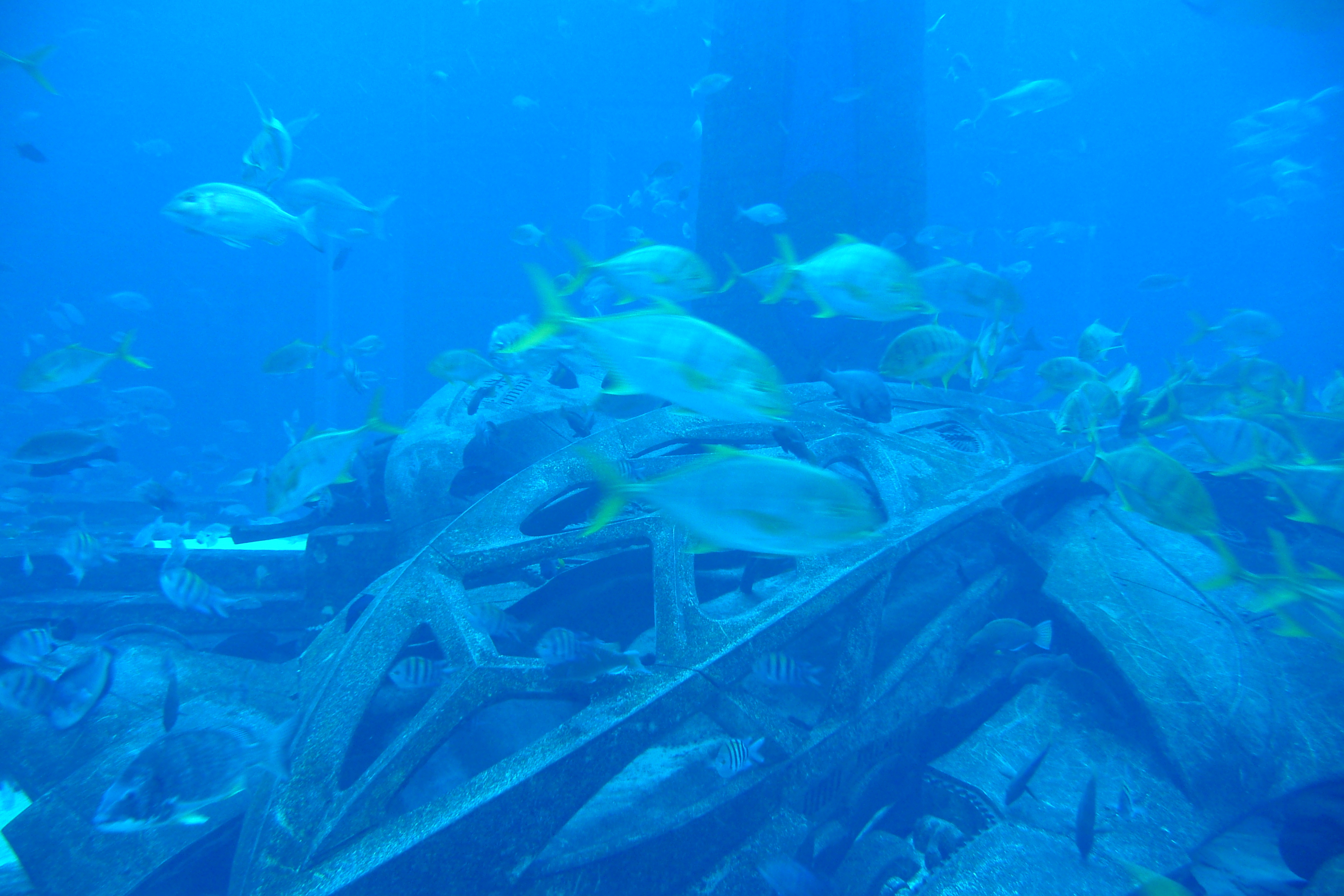 照片 阿联酋(United Arab Emirates) 迪拜(Dubai) 迪拜水世界(Dubai Aquaventure) 2009-01 94