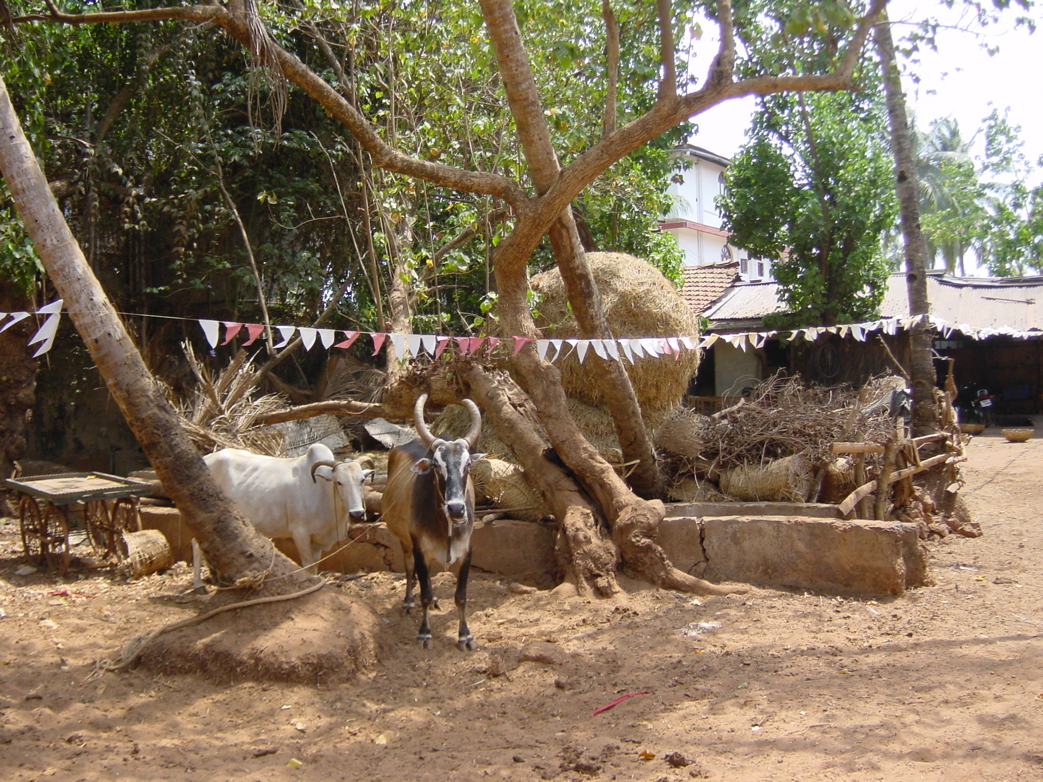 照片 印度(India) 果阿(Goa) 2003-05 60