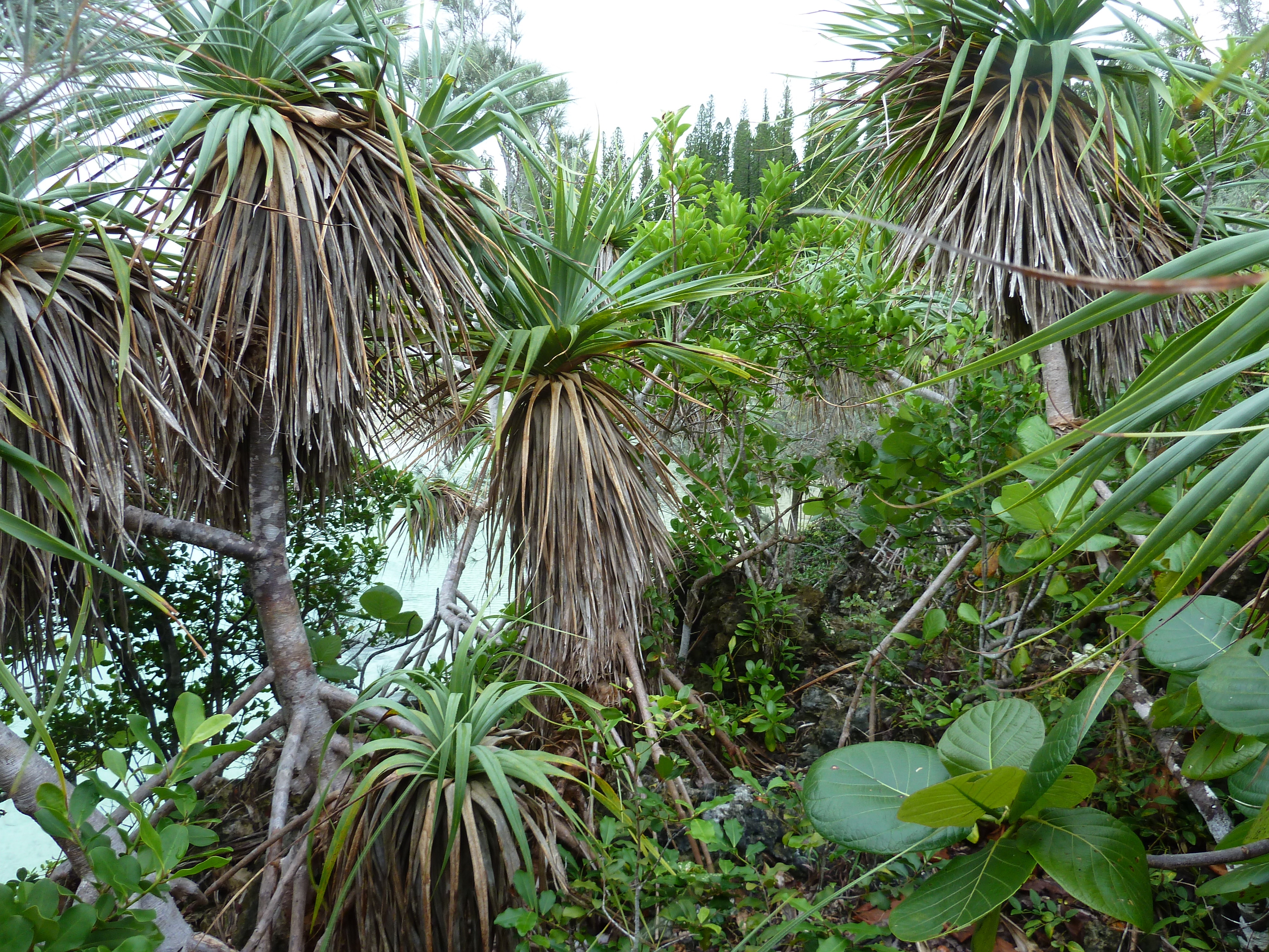 照片 新喀里多尼亚(New Caledonia) 松树岛(Ile des pins) 奥罗湾(Oro Bay) 2010-05 52