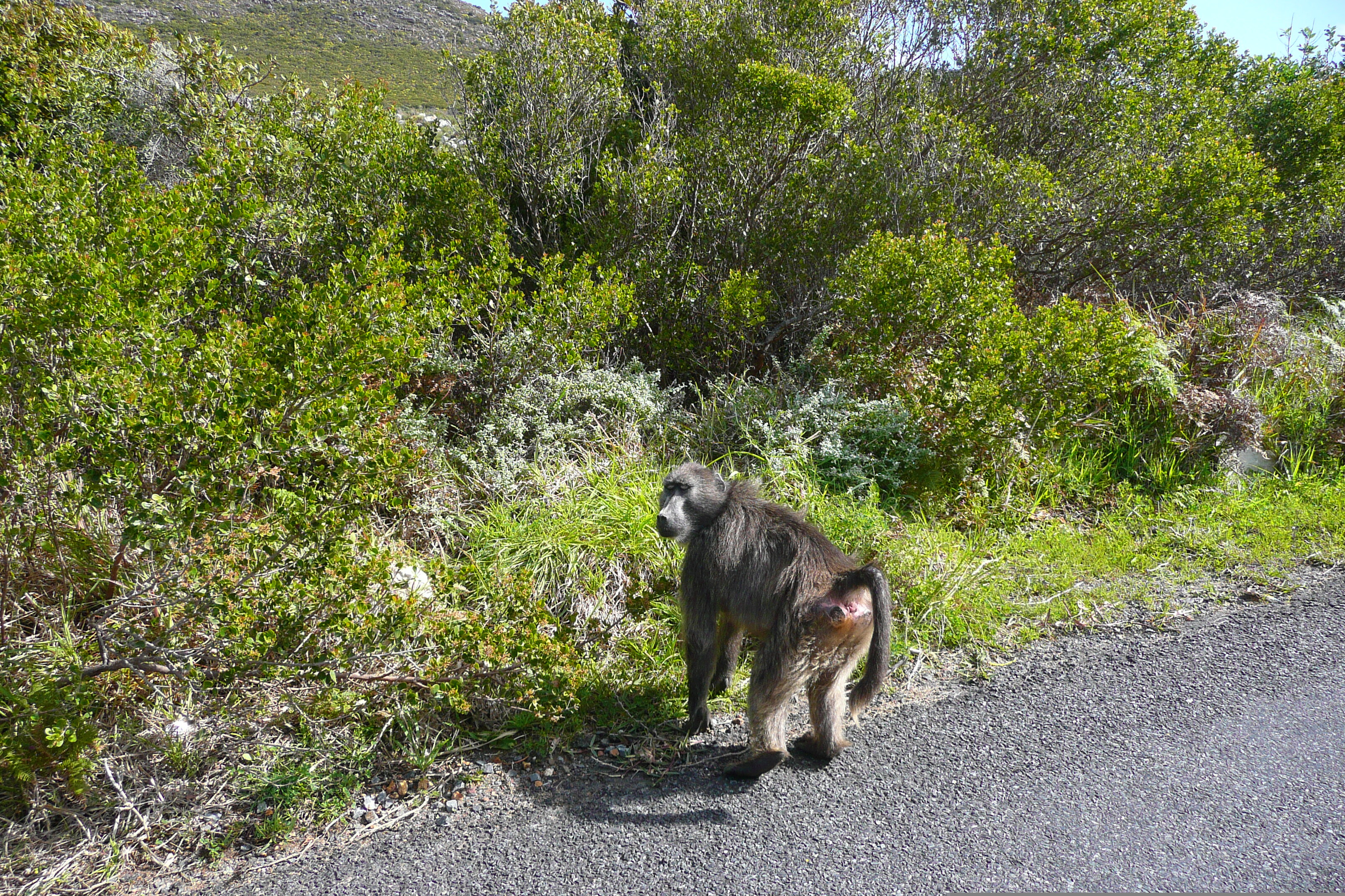 照片 南非(South Africa) 好望角(Cape of Good Hope) 开普角(Cape Point) 2008-09 42
