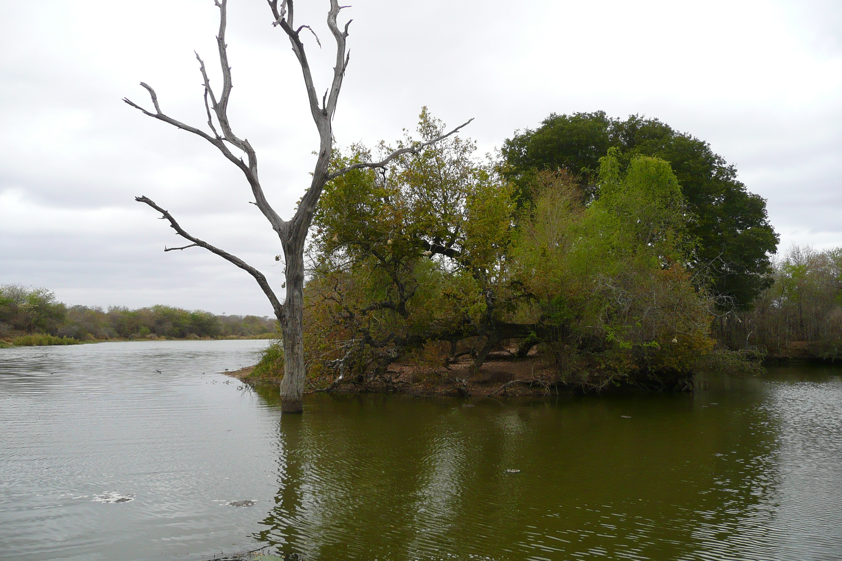 照片 南非(South Africa) 克鲁格国家公园(Kruger National Park) 萨布尔河(Sable River) 2008-09 78