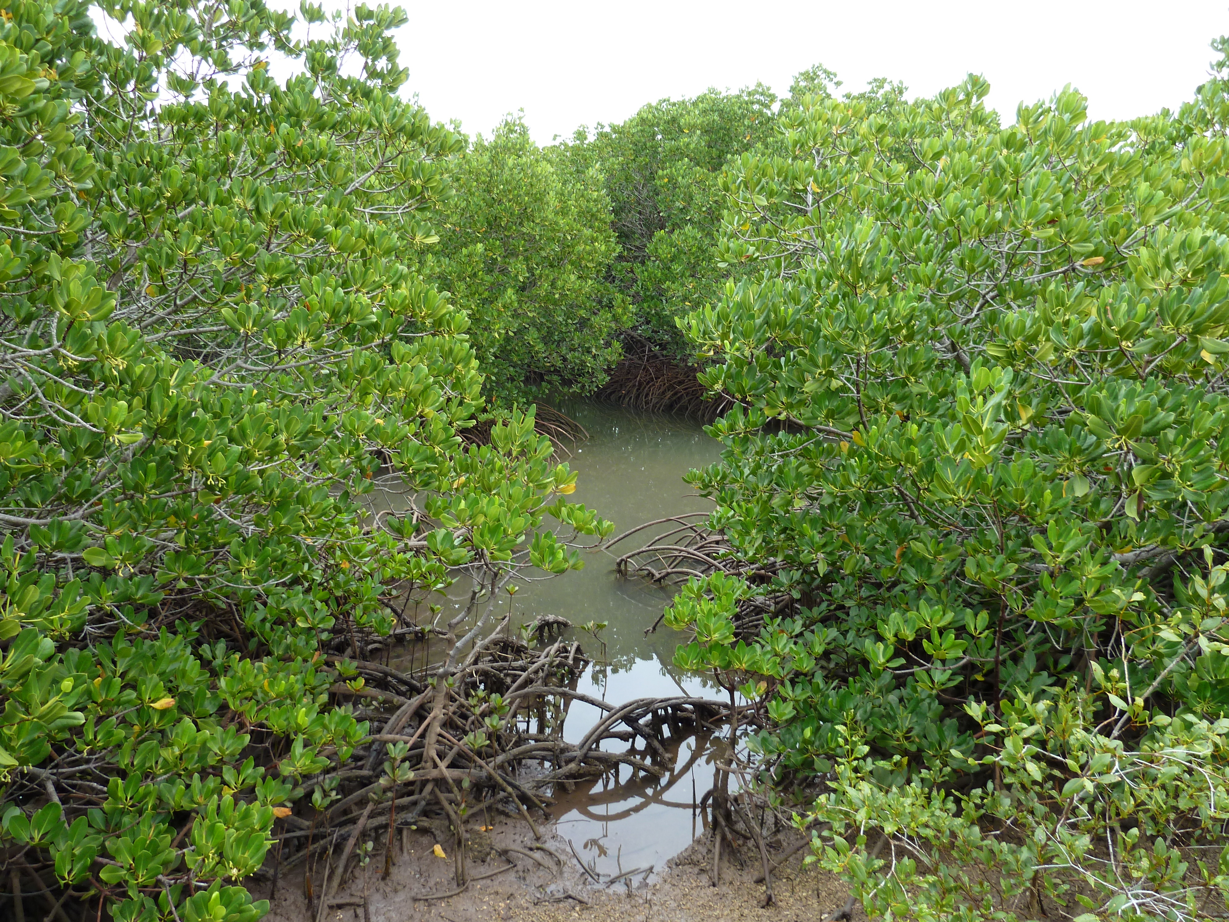 照片 新喀里多尼亚(New Caledonia) 吉巴欧文化中心(Tjibaou Cultural Centre) 2010-05 43