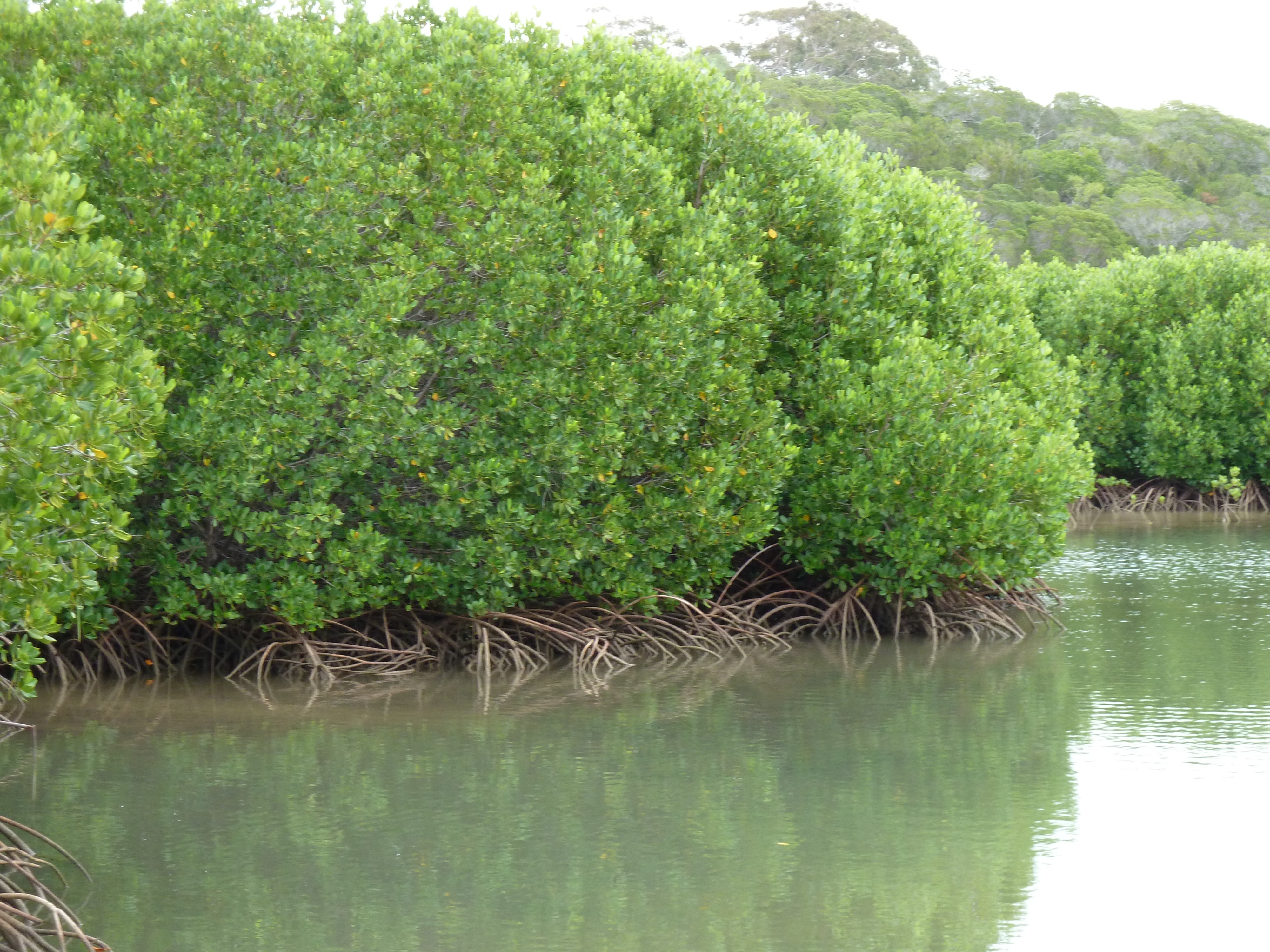 照片 新喀里多尼亚(New Caledonia) 吉巴欧文化中心(Tjibaou Cultural Centre) 2010-05 39