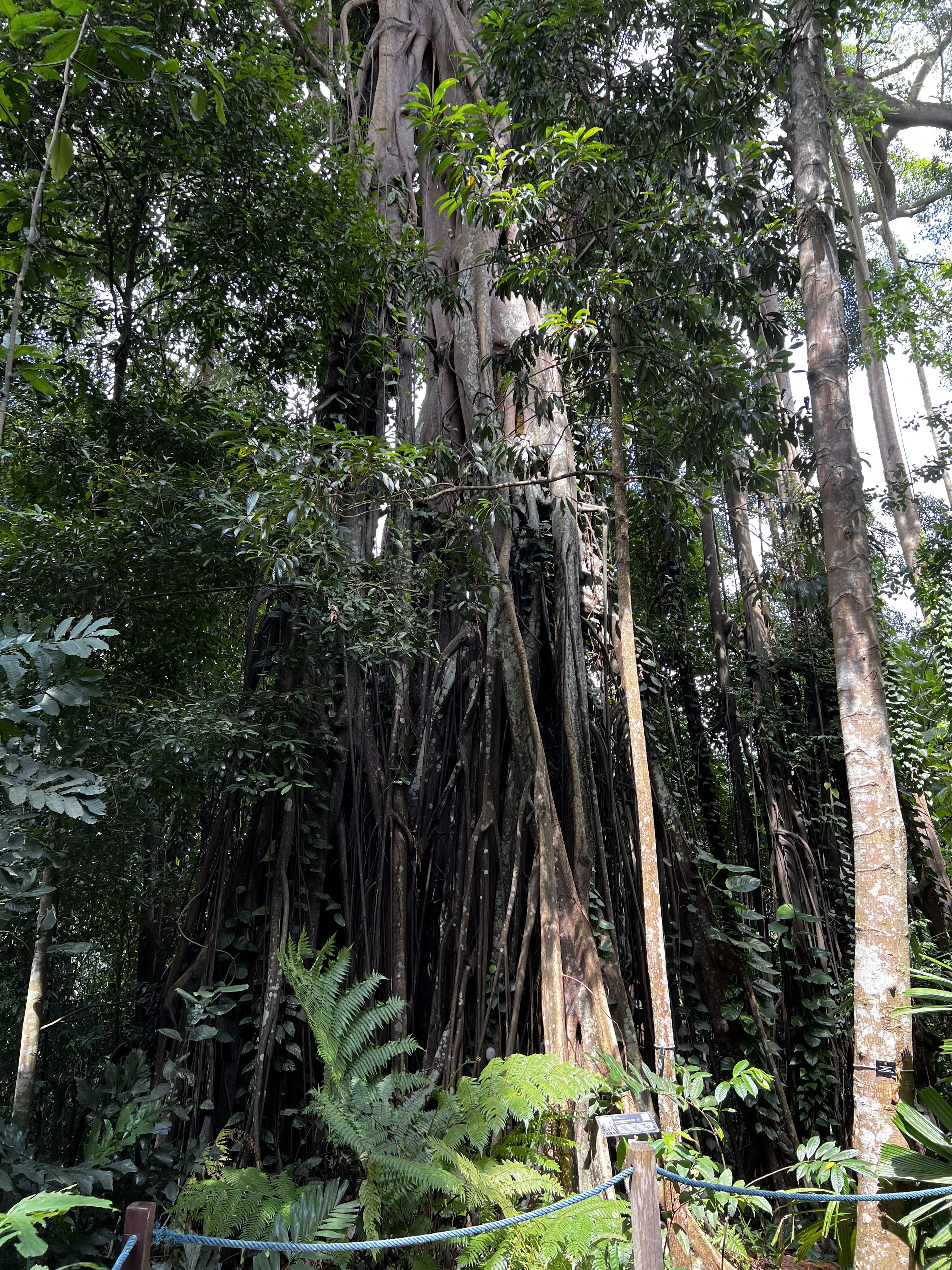 照片 新加坡(Singapore) 新加坡植物园(Singapore Botanic Gardens) 2023-01 29