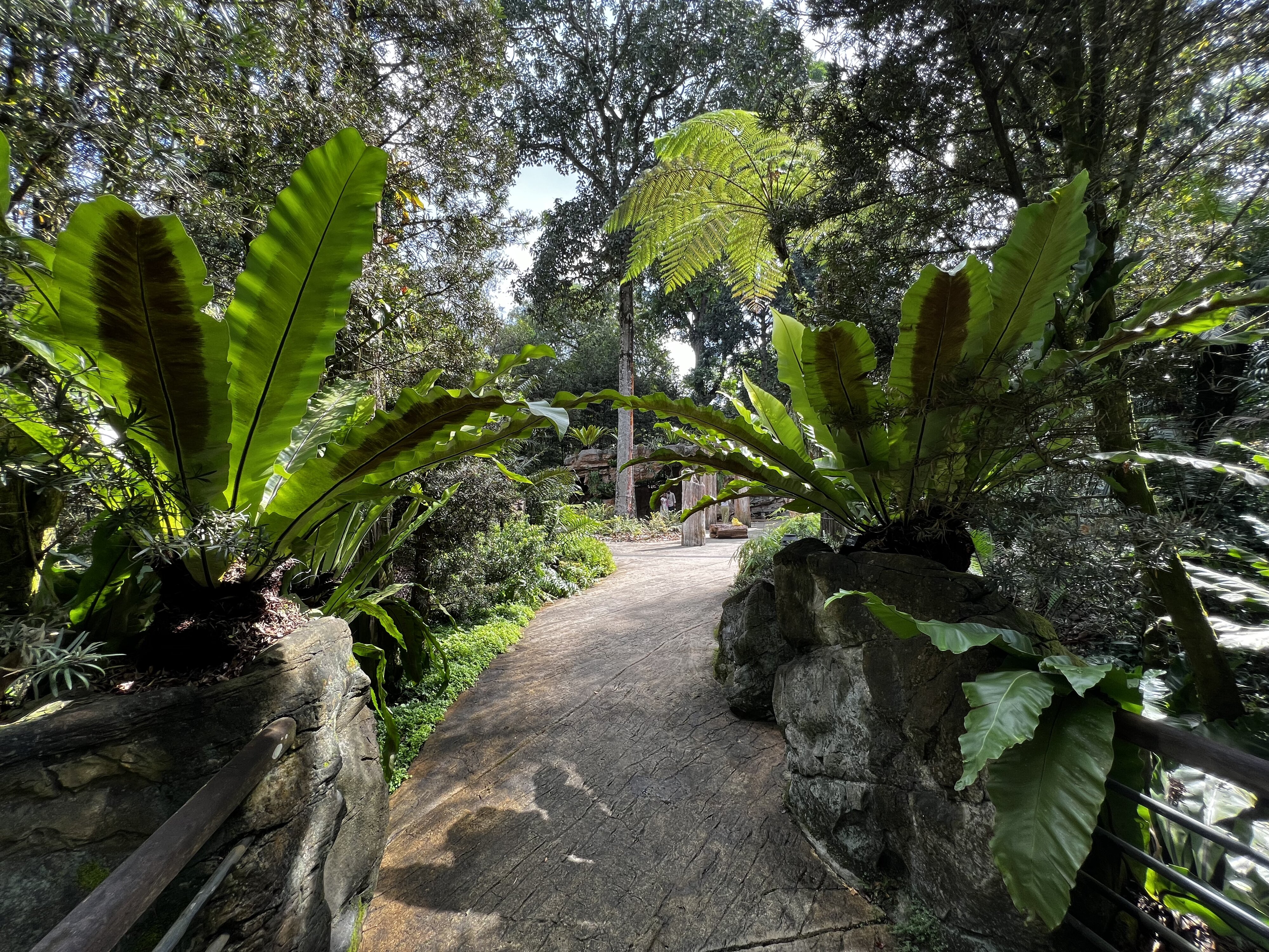 照片 新加坡(Singapore) 新加坡植物园(Singapore Botanic Gardens) 2023-01 66