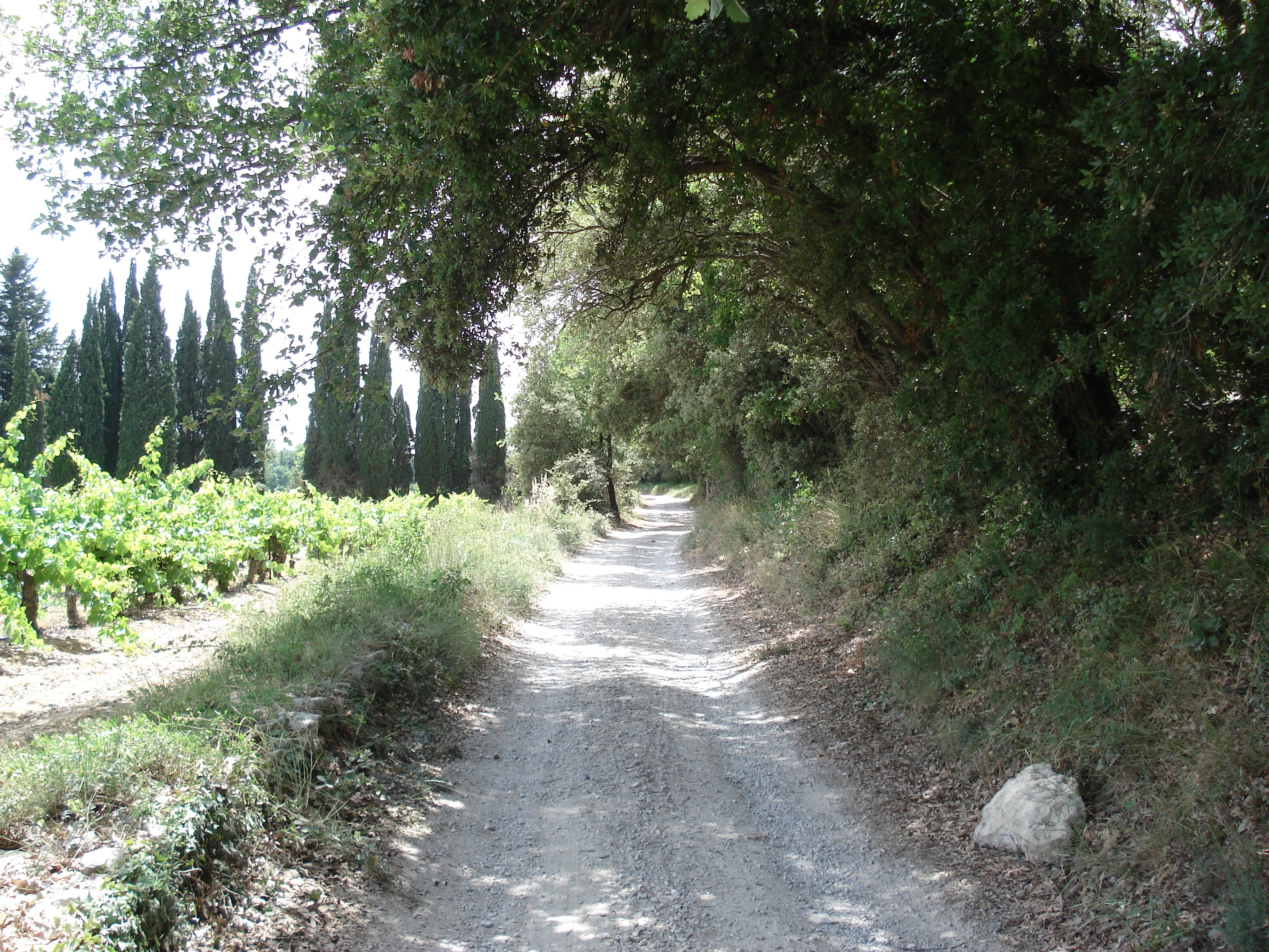 照片 法国(France) 索米耶尔(Sommieres) 2006-06 125