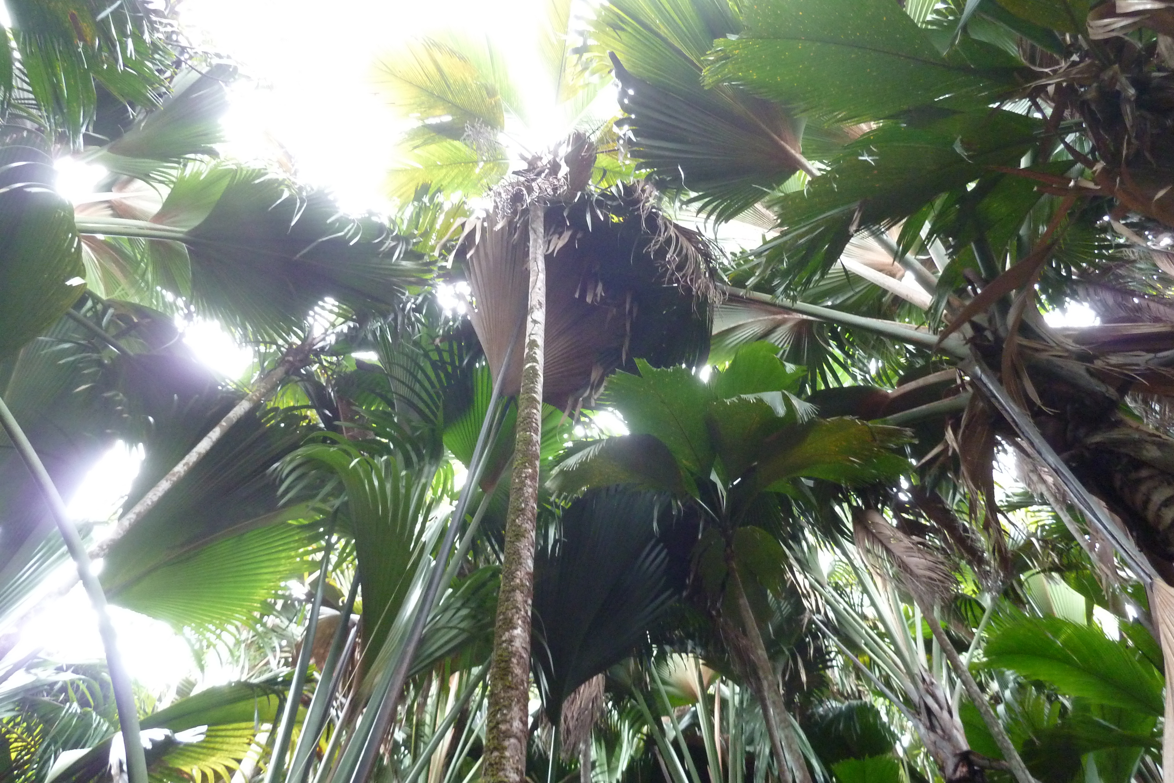 照片 塞舌尔(Seychelles) 五月谷(Vallee de Mai) 2011-10 59