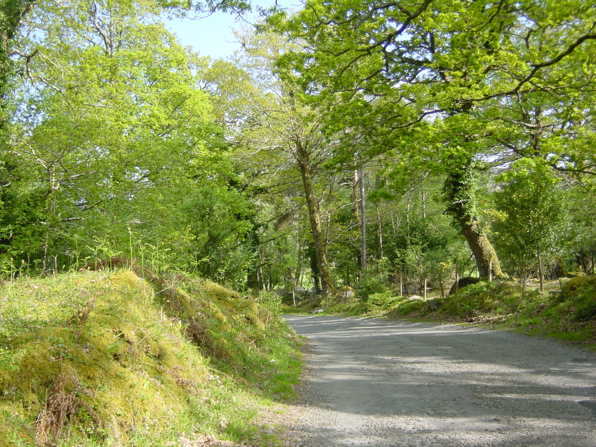 照片 爱尔兰(Ireland) 凯里郡(Kerry) 卡拉湖(Caragh Lake) 2004-05 26