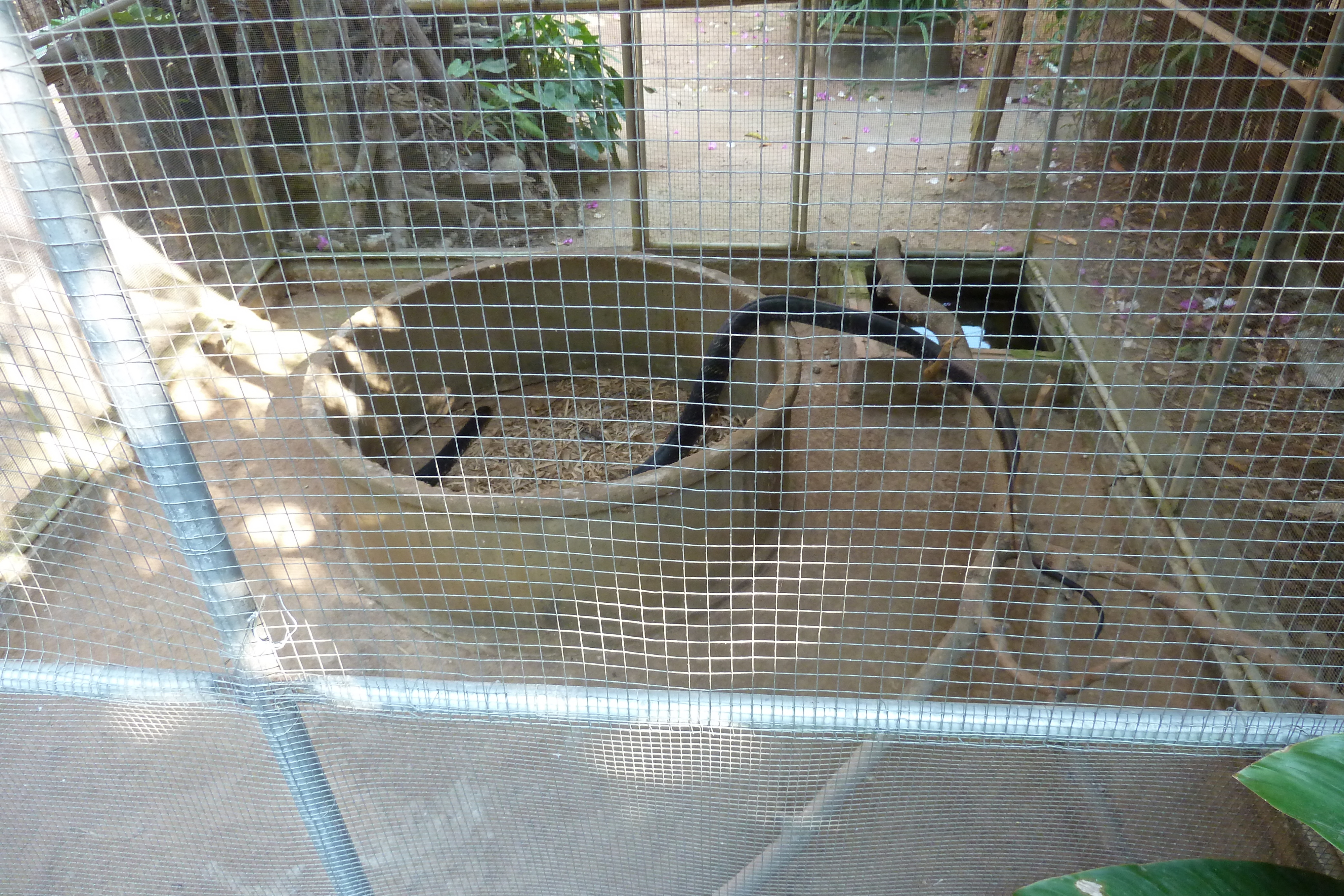 照片 泰国(Thailand) 清迈(Chiang Mai) 湄沙蛇园(Mae Sa Snake Farm) 2010-12 30