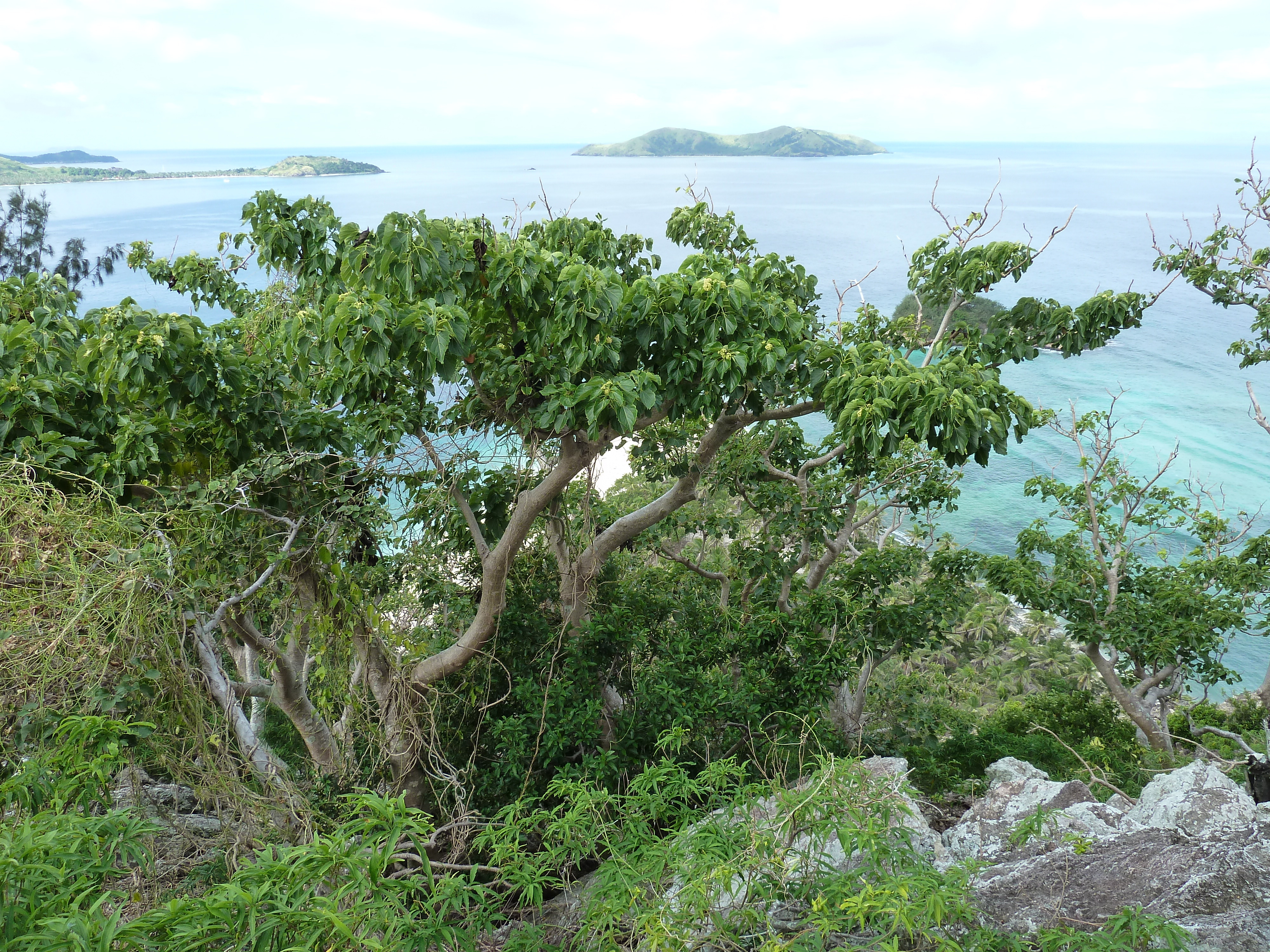 照片 斐济(Fiji) 漂流者岛(Castaway Island) 2010-05 74
