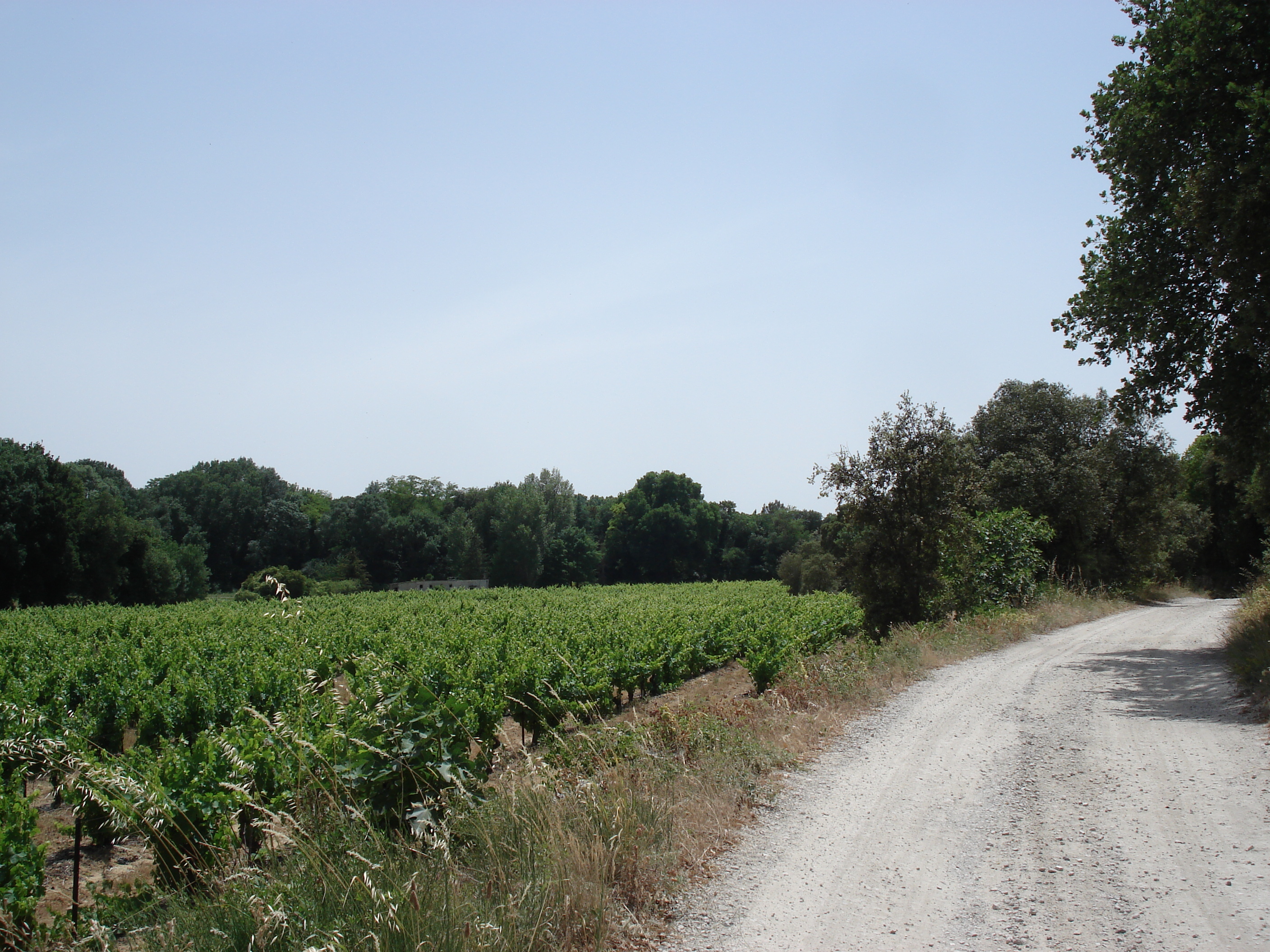 照片 法国(France) 索米耶尔(Sommieres) 2006-06 0