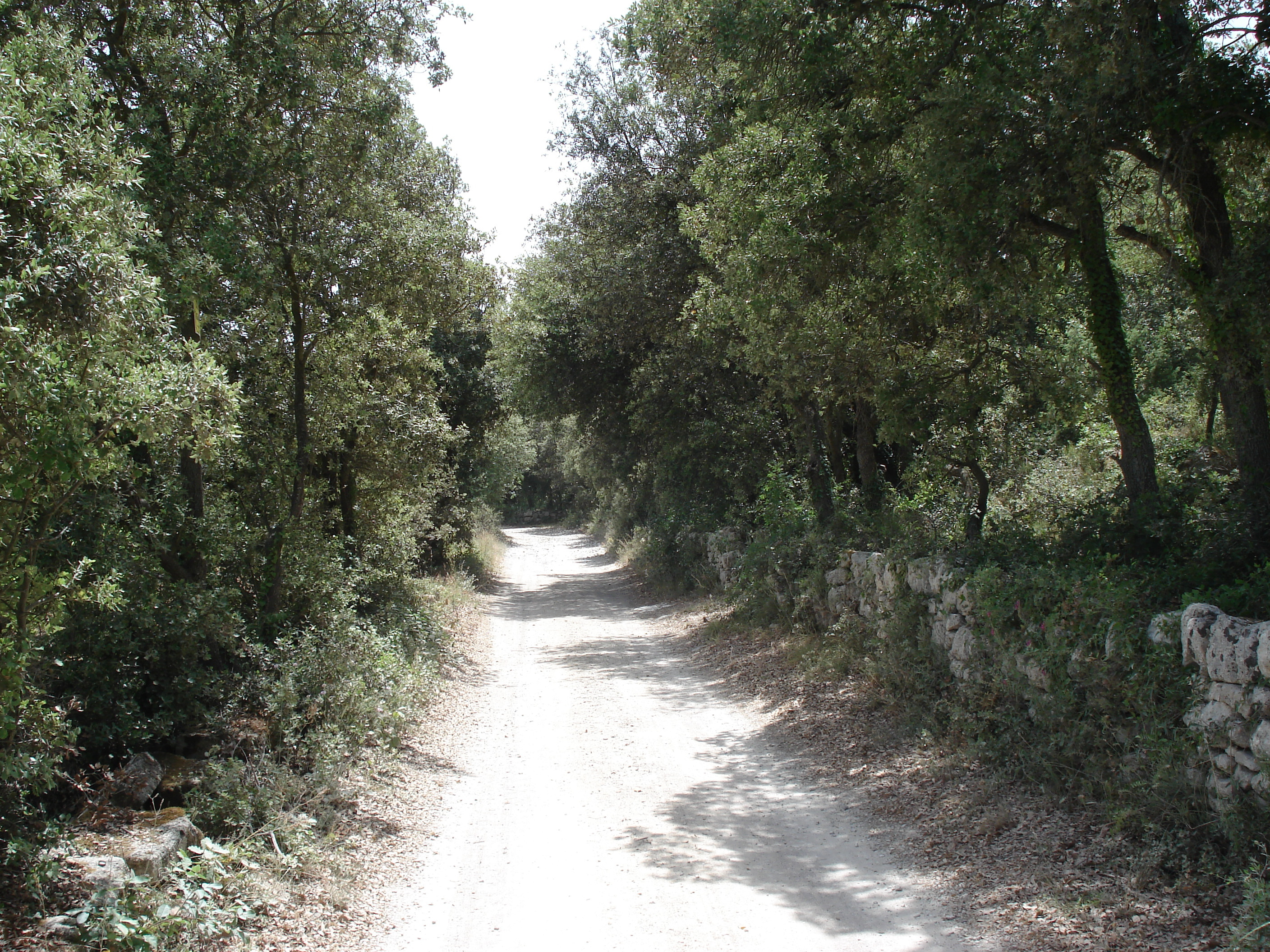 照片 法国(France) 索米耶尔(Sommieres) 2006-06 6