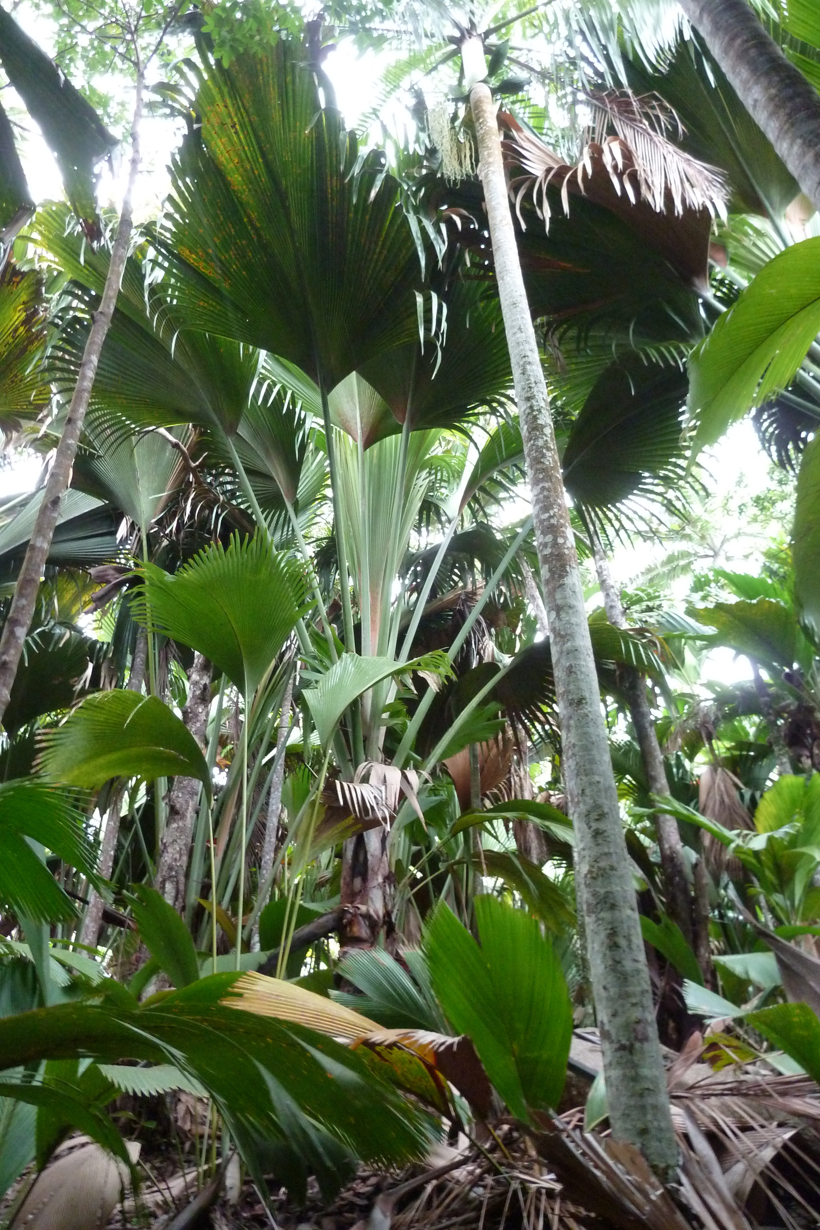 照片 塞舌尔(Seychelles) 五月谷(Vallee de Mai) 2011-10 46