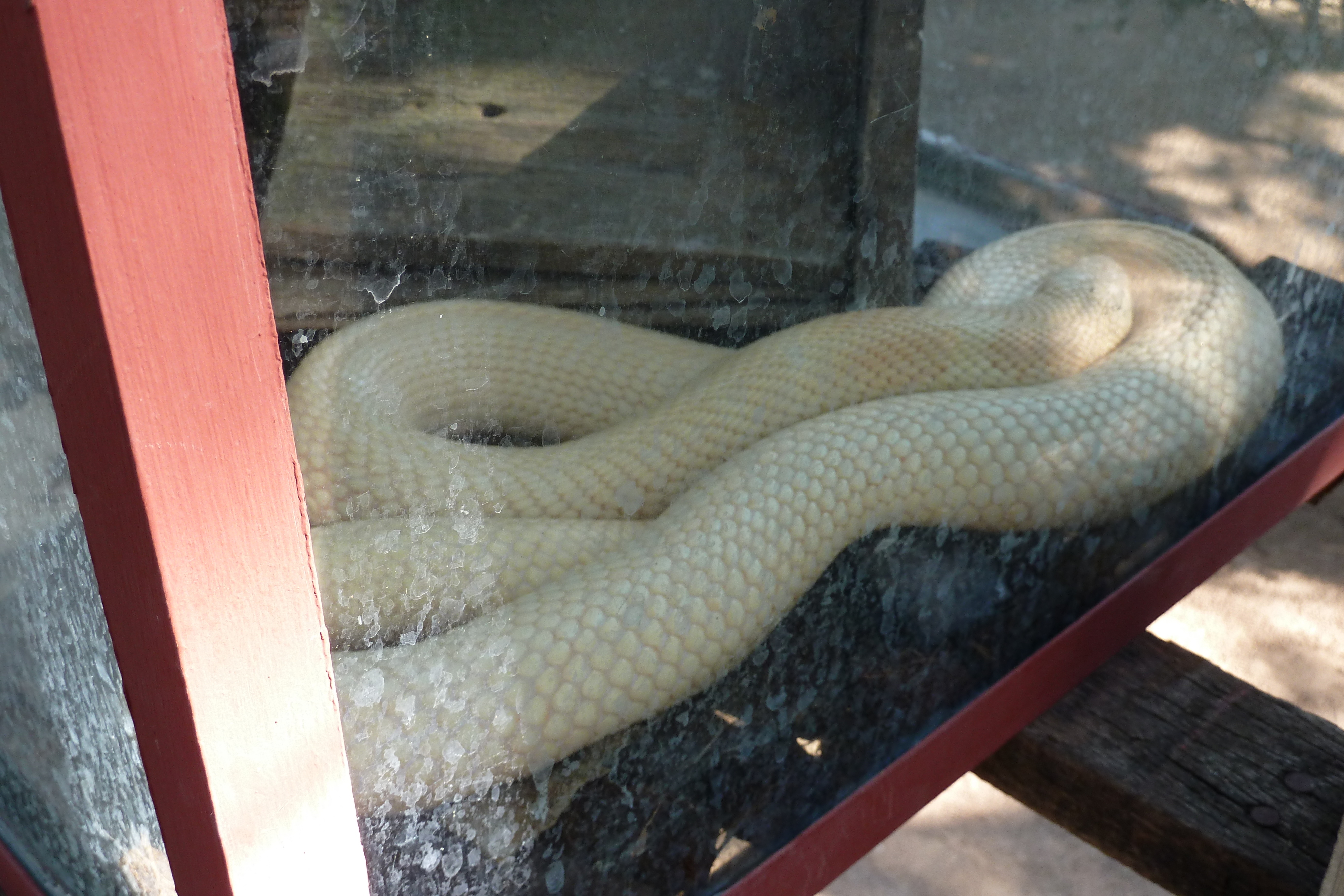 照片 泰国(Thailand) 清迈(Chiang Mai) 湄沙蛇园(Mae Sa Snake Farm) 2010-12 11