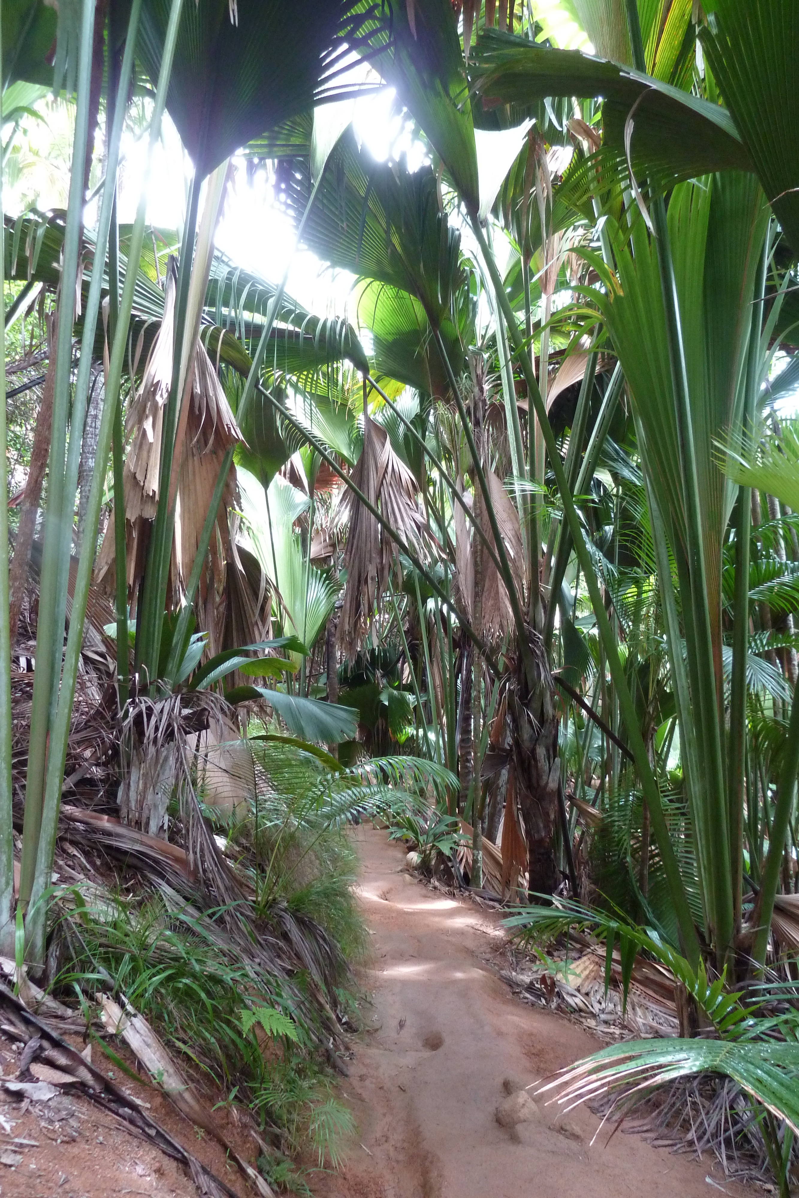 照片 塞舌尔(Seychelles) 五月谷(Vallee de Mai) 2011-10 76
