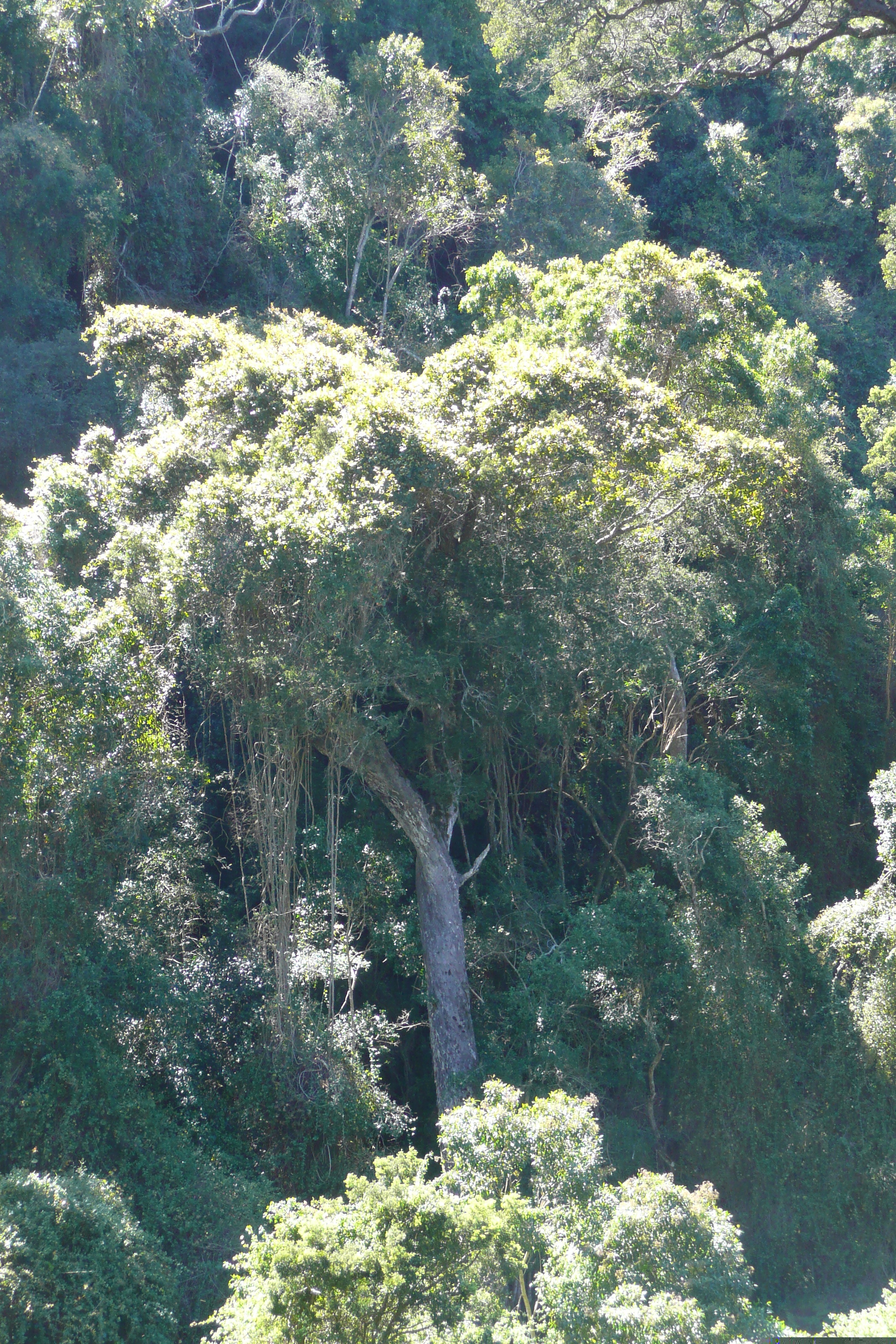 照片 南非(South Africa) 自然谷(Nature's Valley) 2008-09 43
