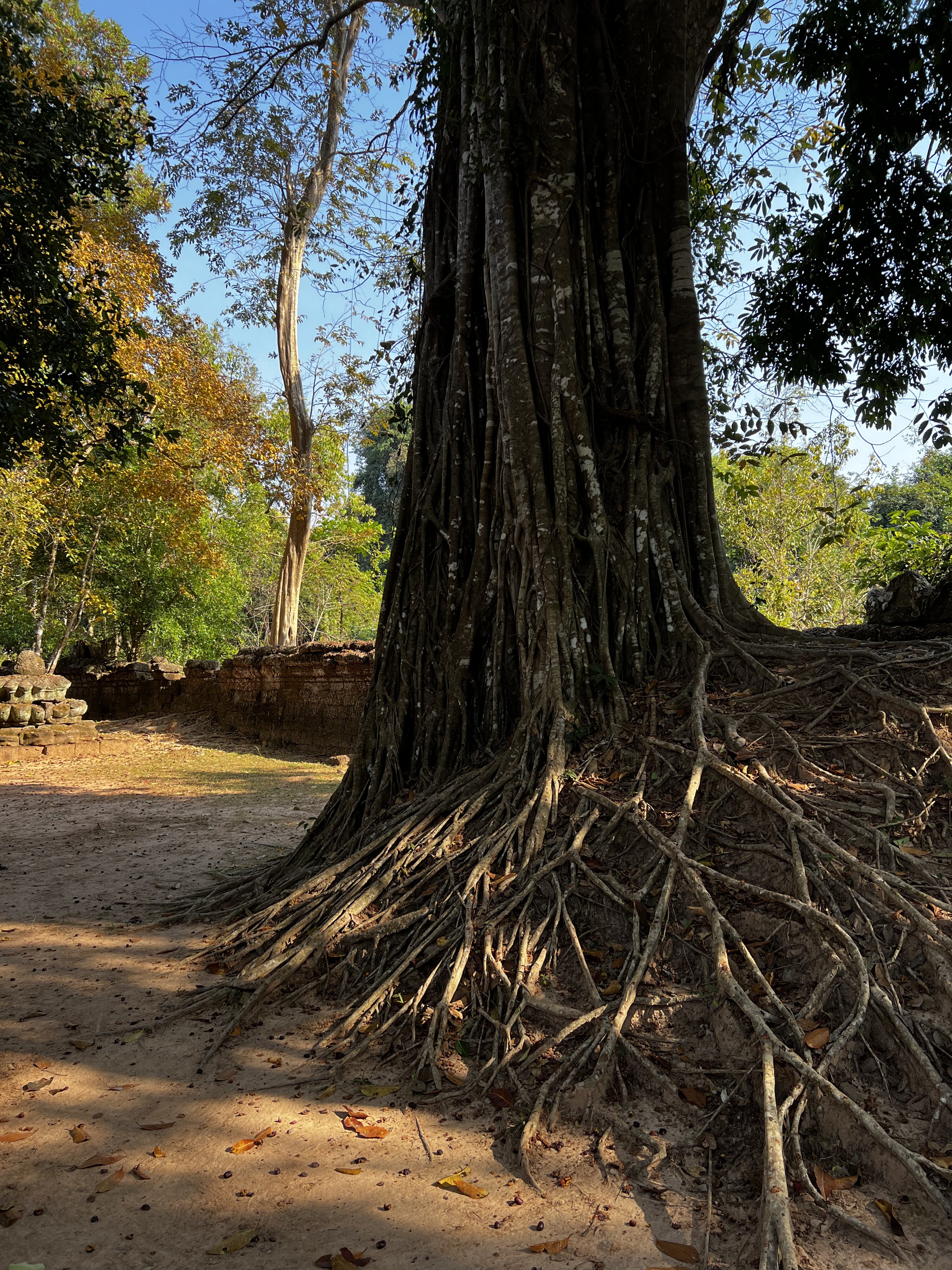 照片 柬埔寨(Cambodia) 暹粒(Siem Reap) 塔松寺(Ta Som) 2023-01 48