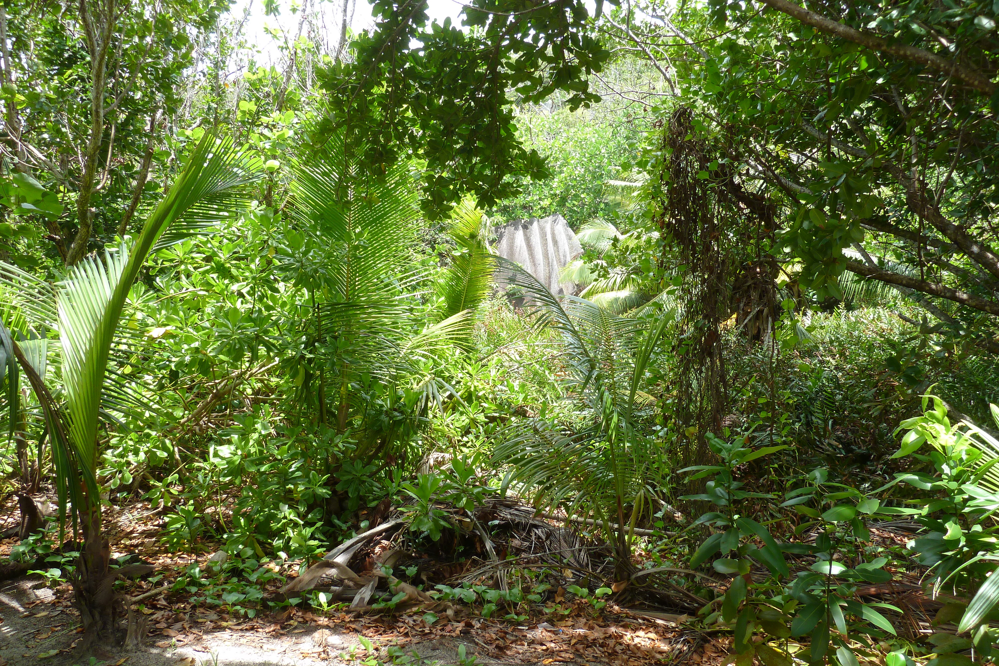 照片 塞舌尔(Seychelles) 拉迪格岛(La Digue) 2011-10 232