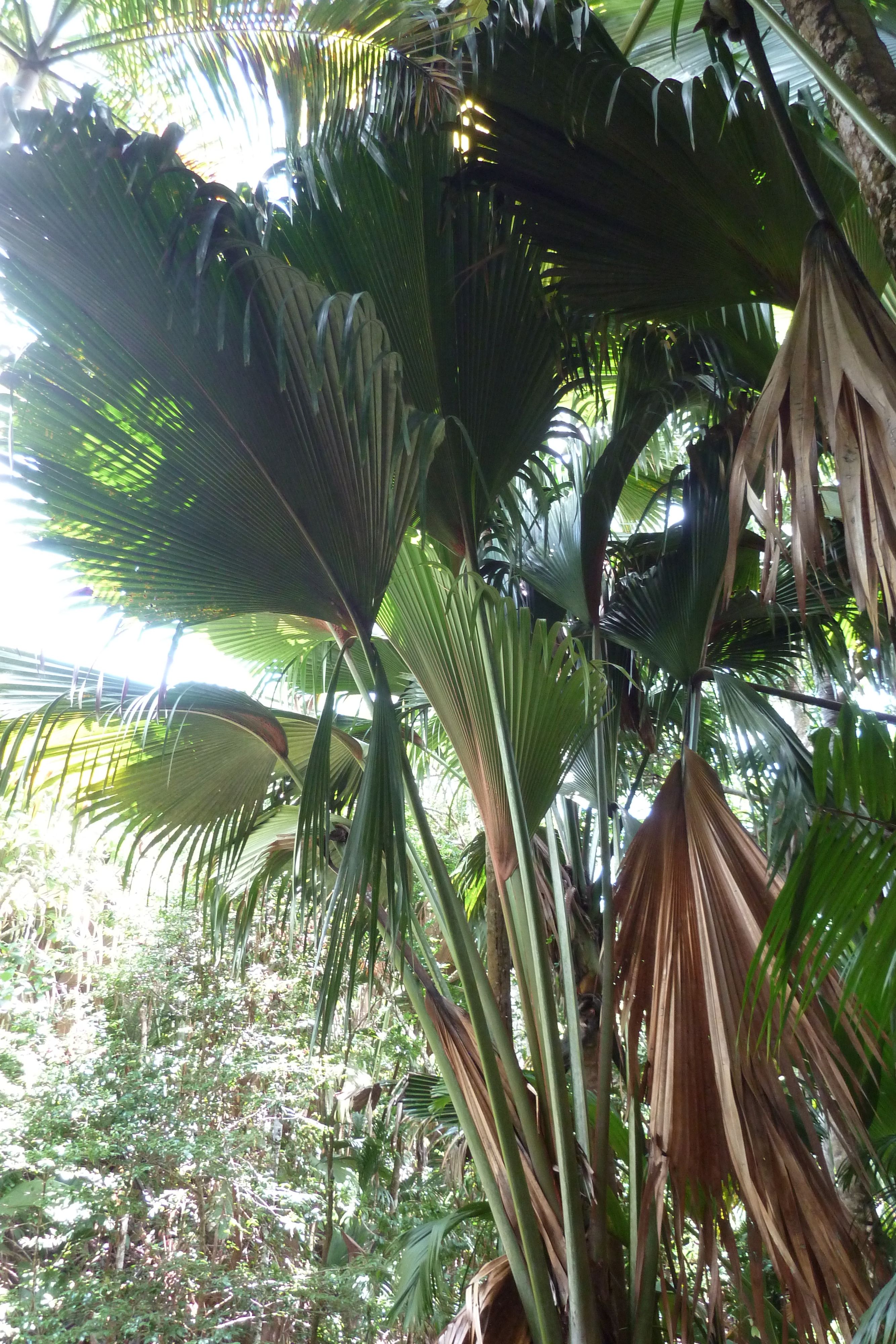 照片 塞舌尔(Seychelles) 五月谷(Vallee de Mai) 2011-10 2