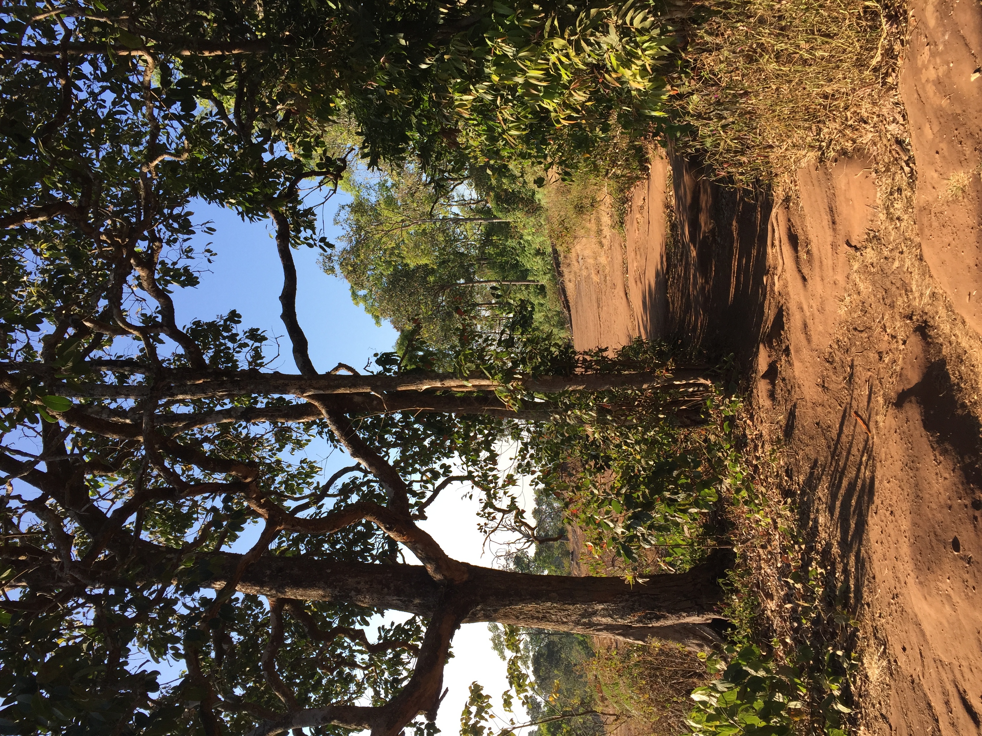 照片 泰国(Thailand) 普欣隆卡国家公园(Phu Hin Rong Kla National Park) 2014-12 248