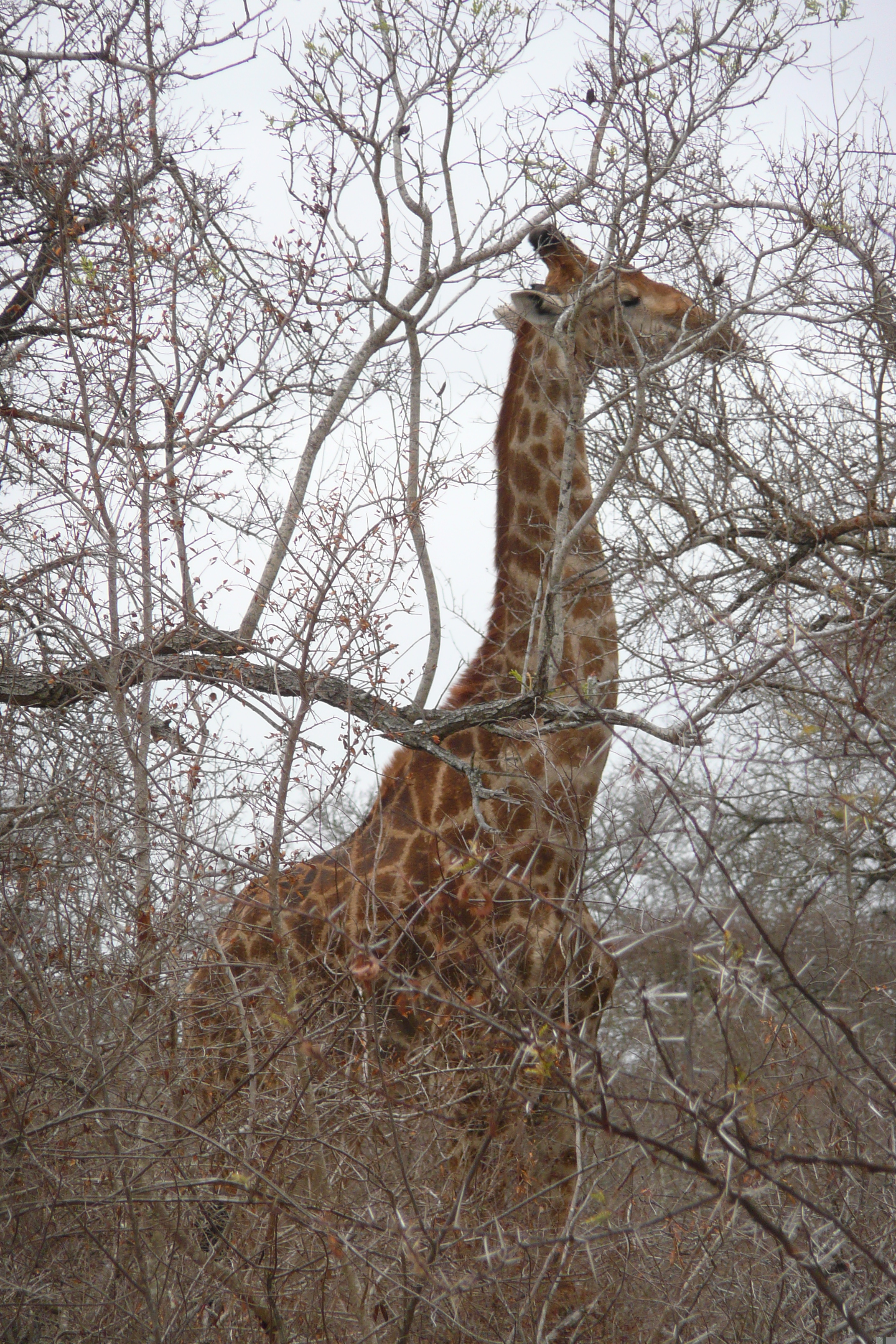 照片 南非(South Africa) 克鲁格国家公园(Kruger National Park) 萨布尔河(Sable River) 2008-09 34