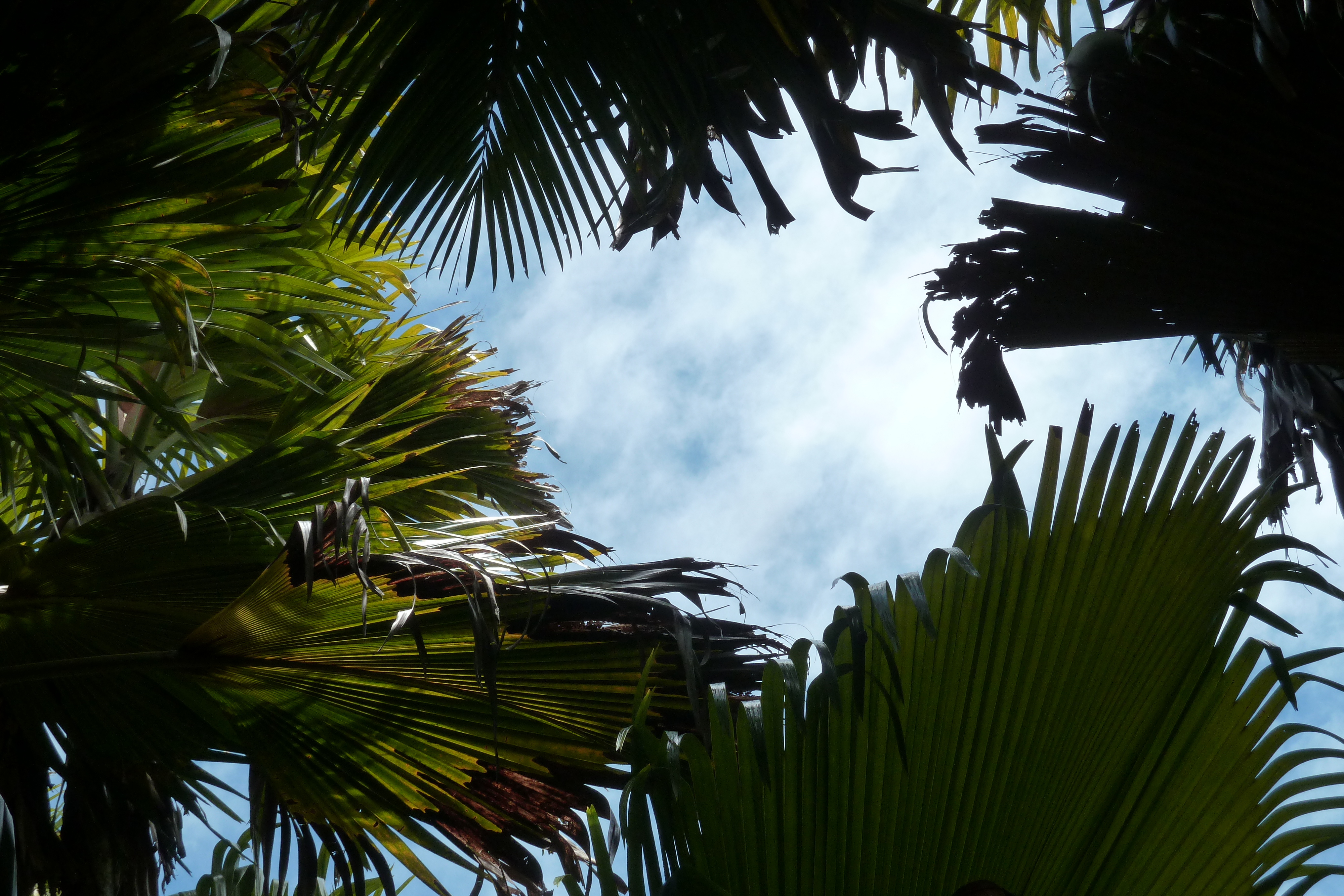 照片 塞舌尔(Seychelles) 五月谷(Vallee de Mai) 2011-10 20
