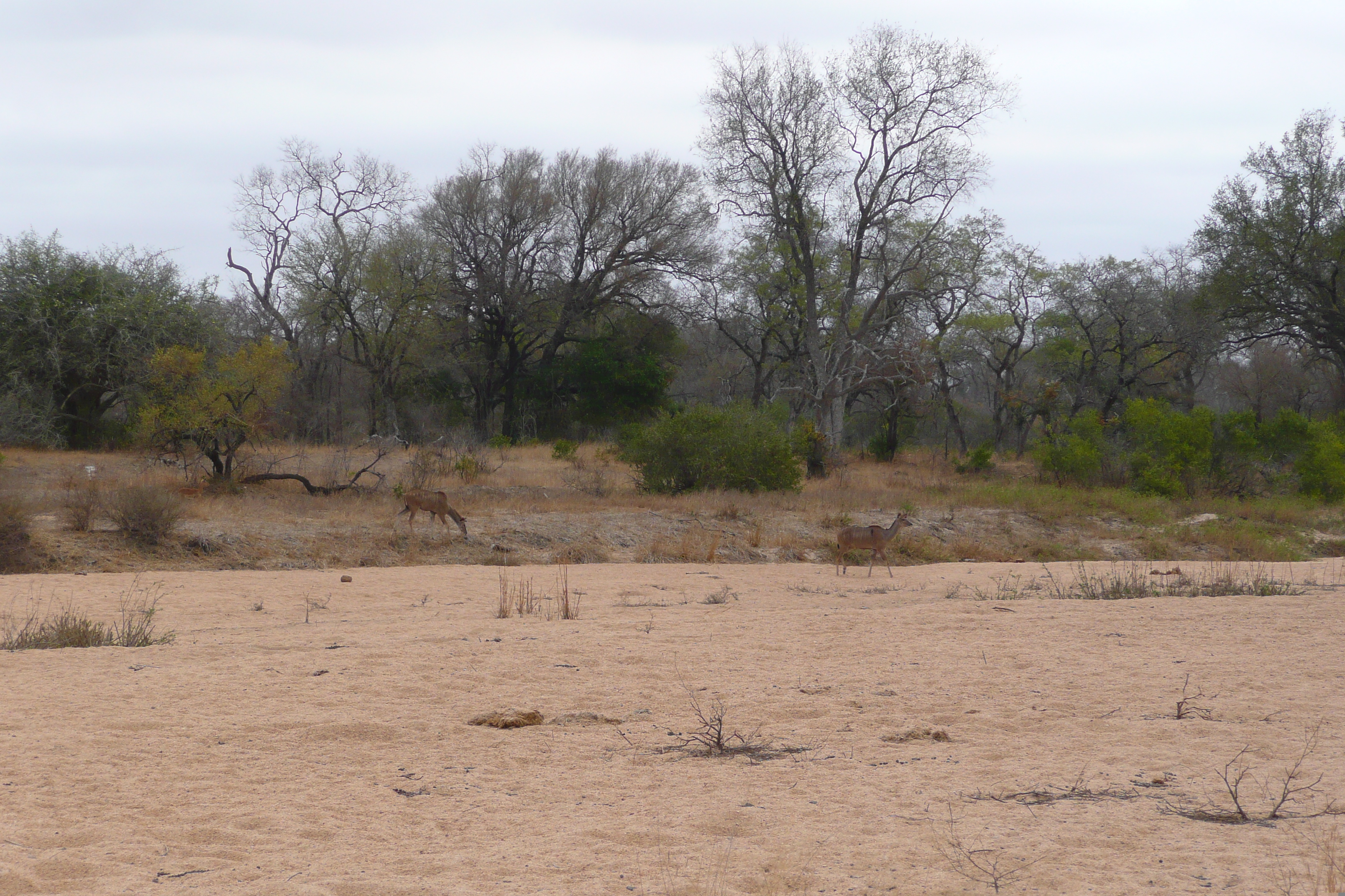 照片 南非(South Africa) 克鲁格国家公园(Kruger National Park) 2008-09 100