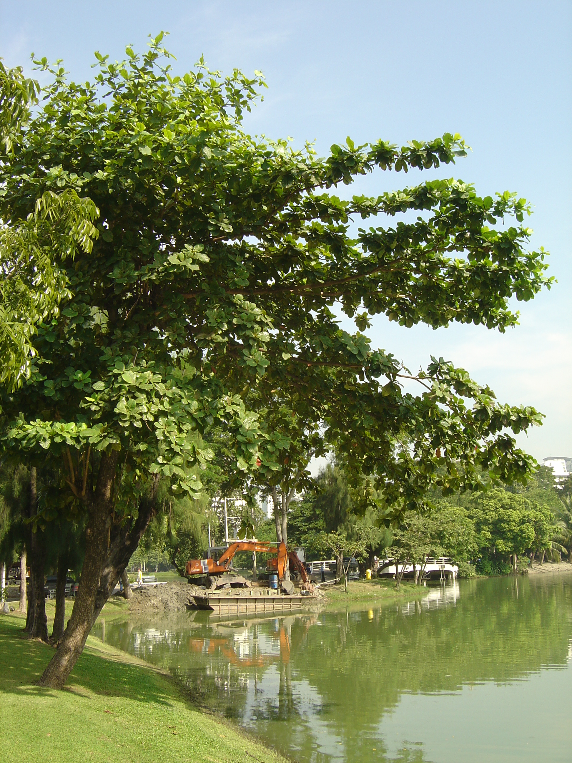 照片 泰国(Thailand) 曼谷(Bangkok) 伦披尼公园(Lumpini Park) 2005-12 30