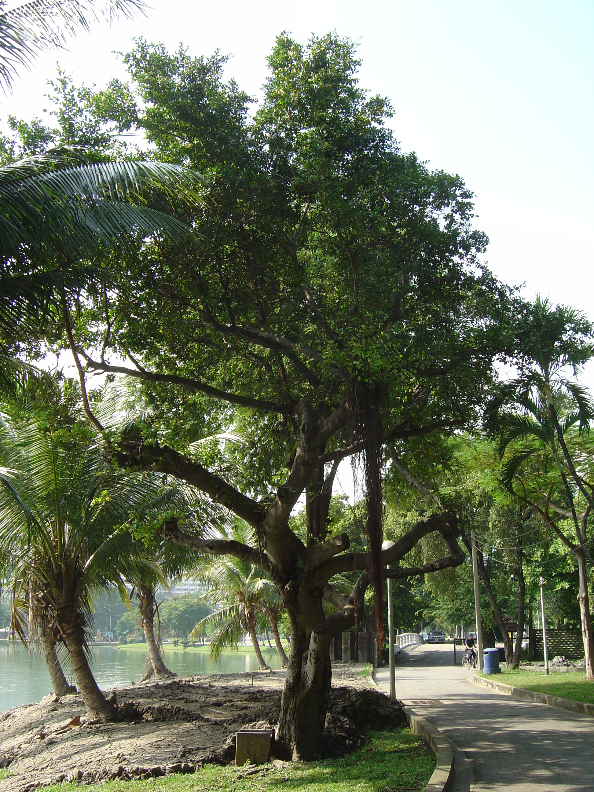 照片 泰国(Thailand) 曼谷(Bangkok) 伦披尼公园(Lumpini Park) 2005-12 9