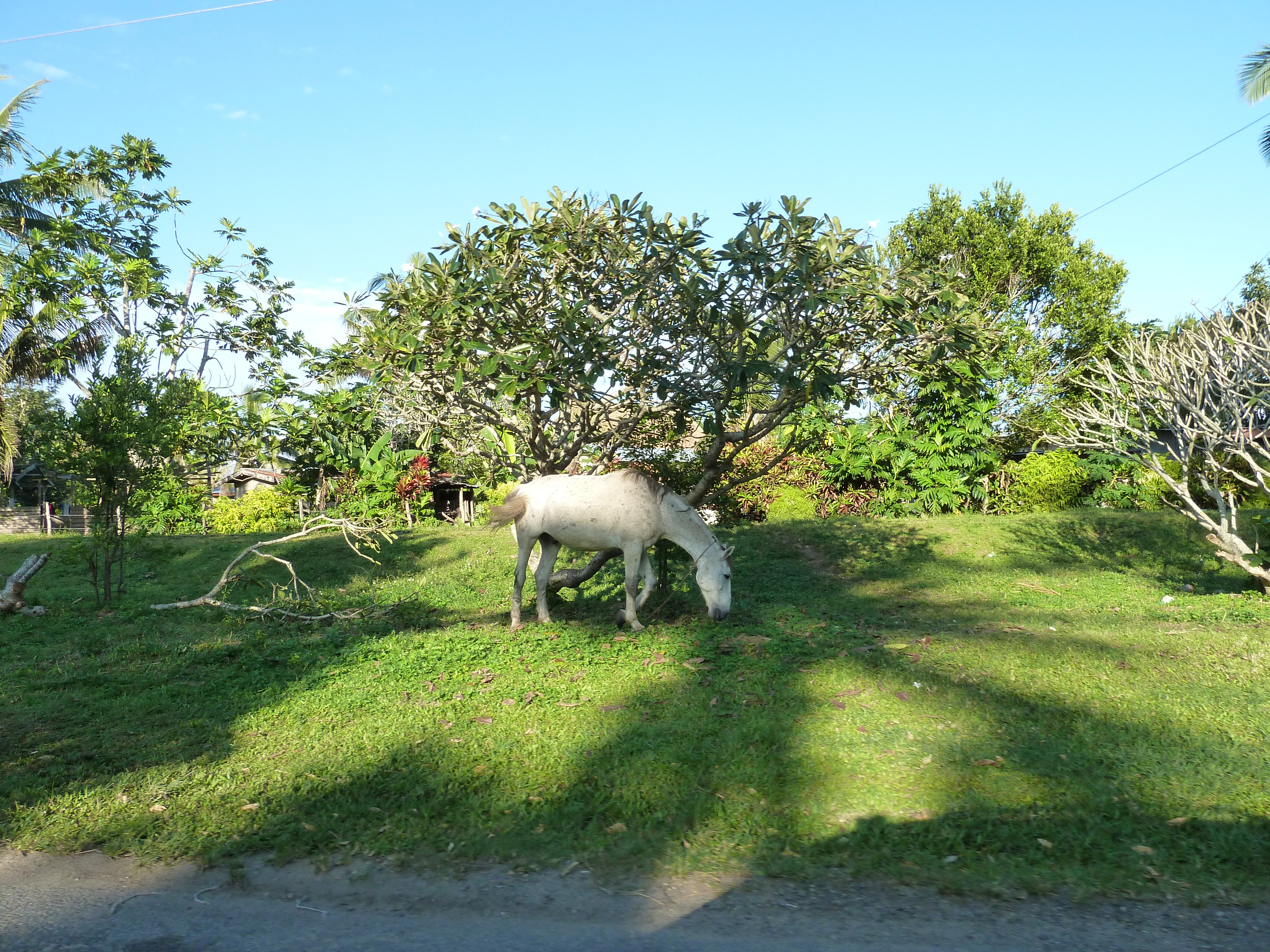 照片 斐济(Fiji) 楠迪至辛加东卡公路(Nadi to Sigatoka road) 2010-05 15
