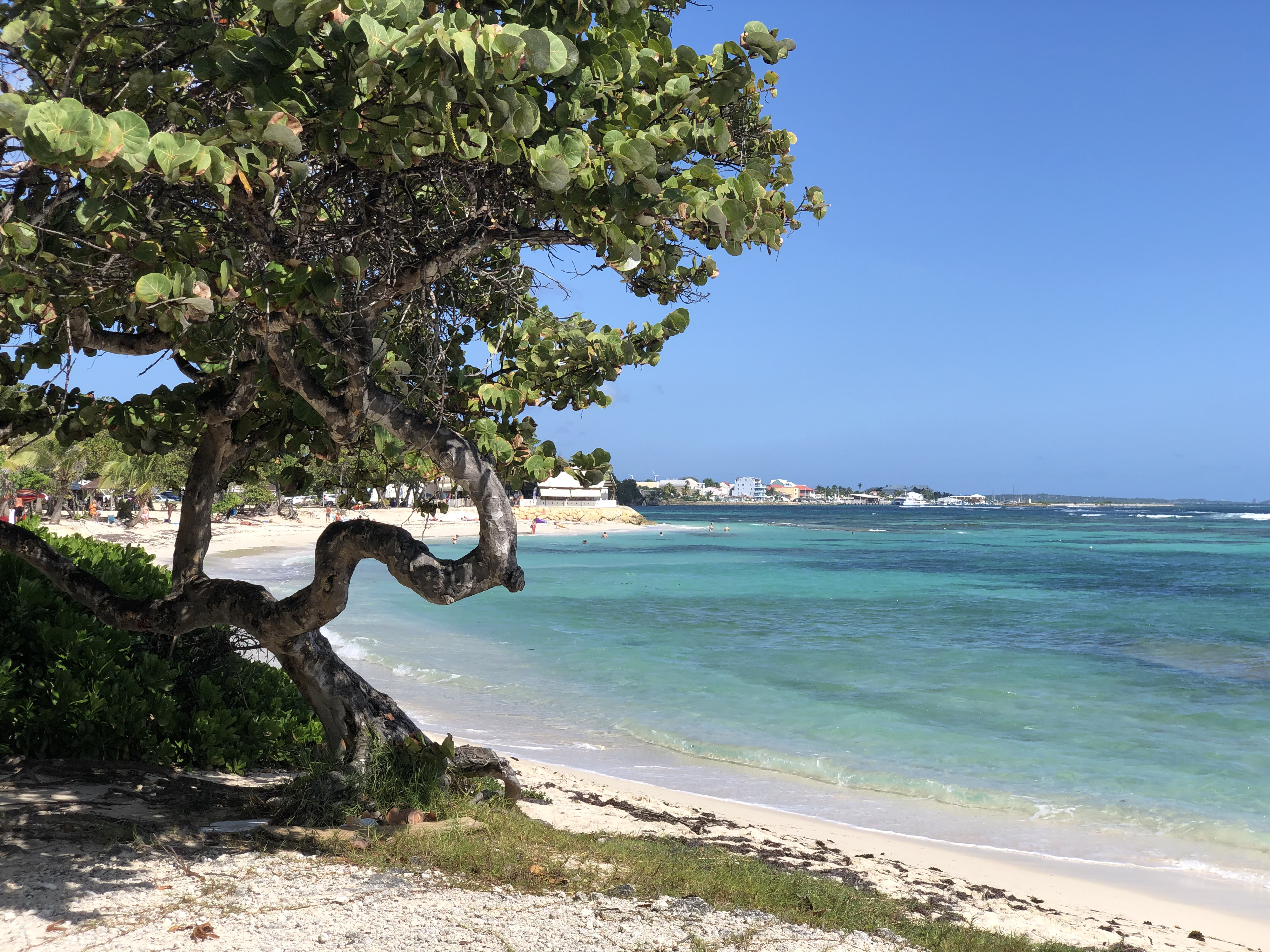 照片 瓜德罗普(Guadeloupe) 圣弗朗索瓦(Saint Francois) 2021-02 45