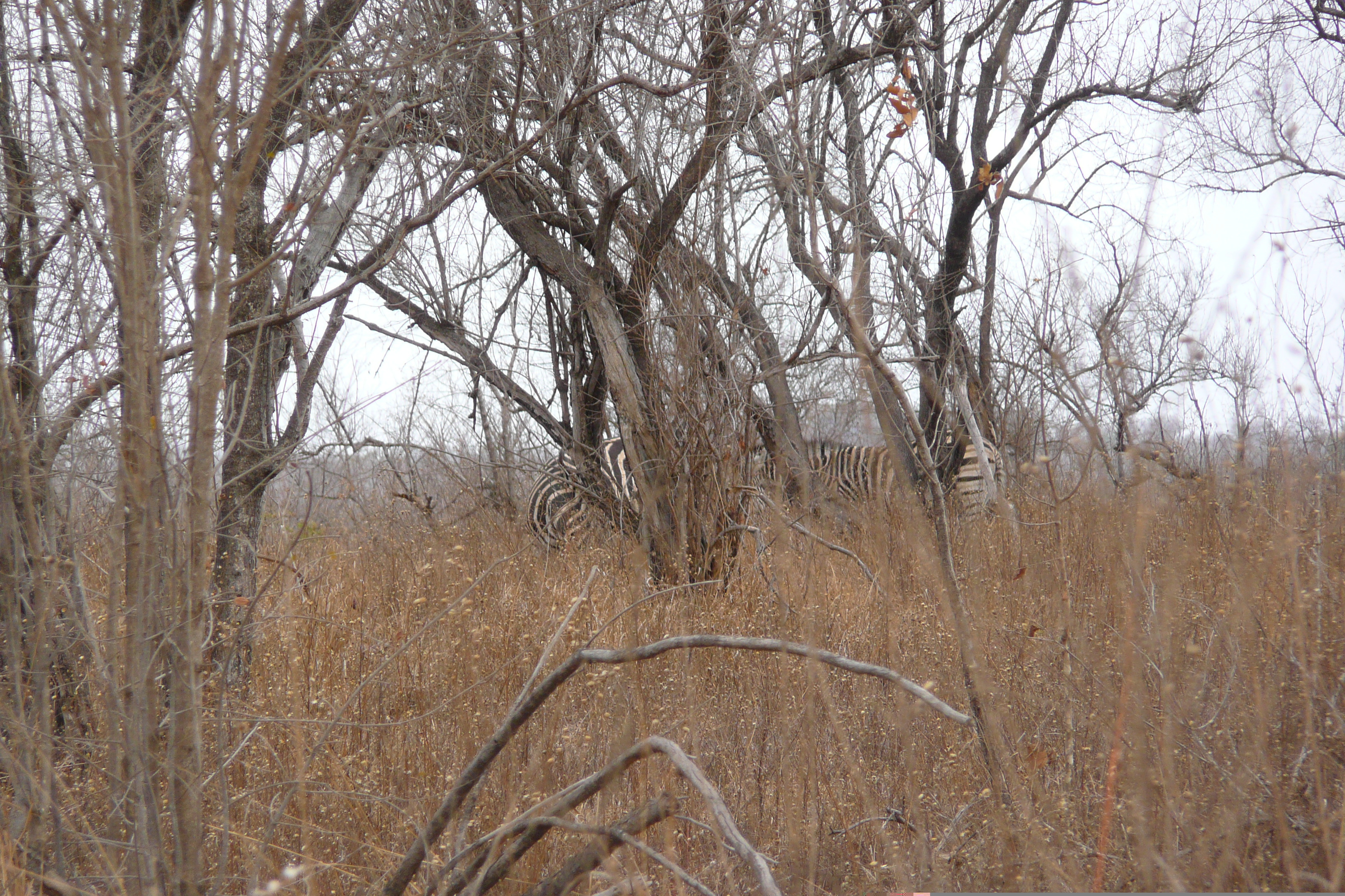 照片 南非(South Africa) 克鲁格国家公园(Kruger National Park) 2008-09 139