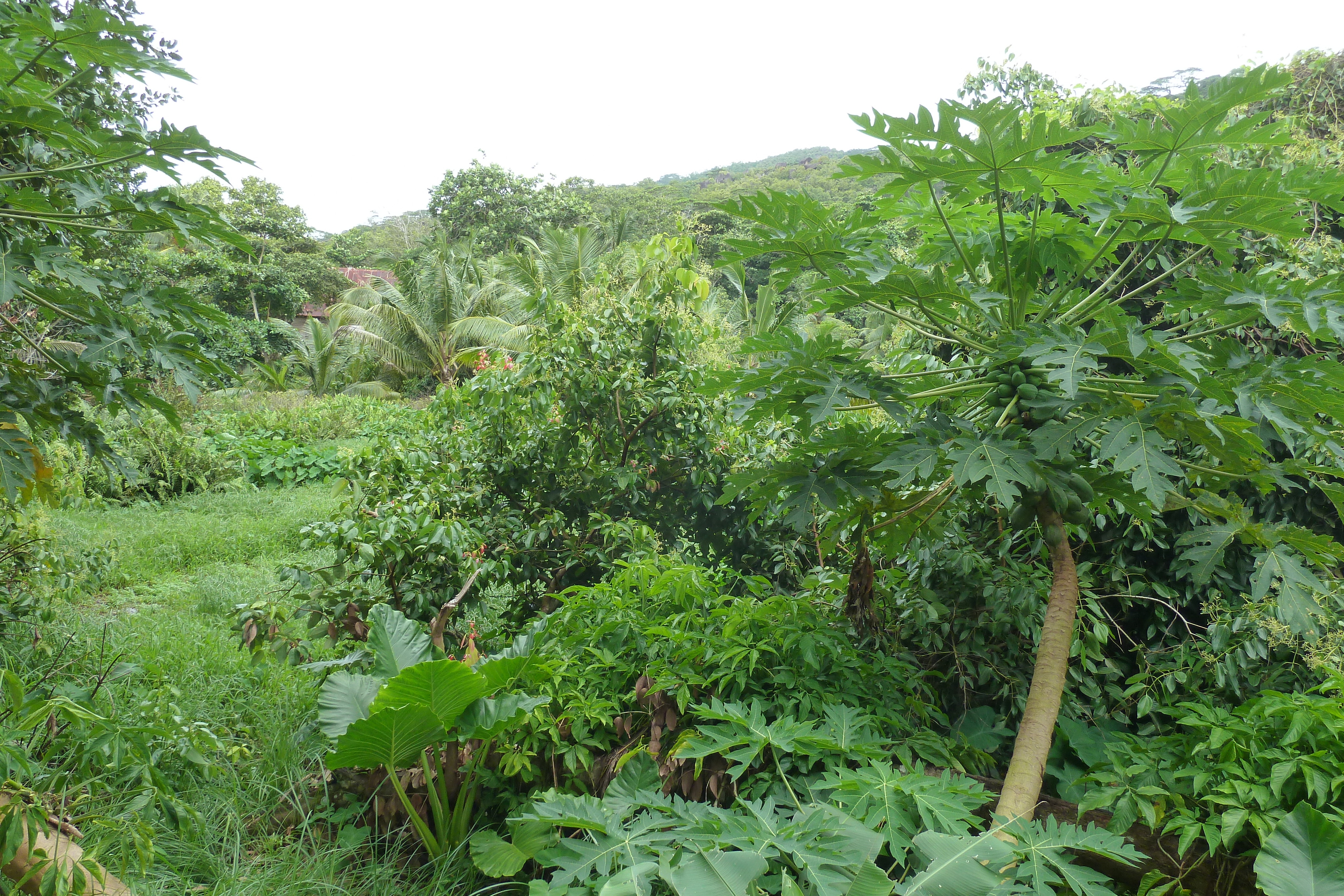 照片 塞舌尔(Seychelles) 拉迪格岛(La Digue) 2011-10 62