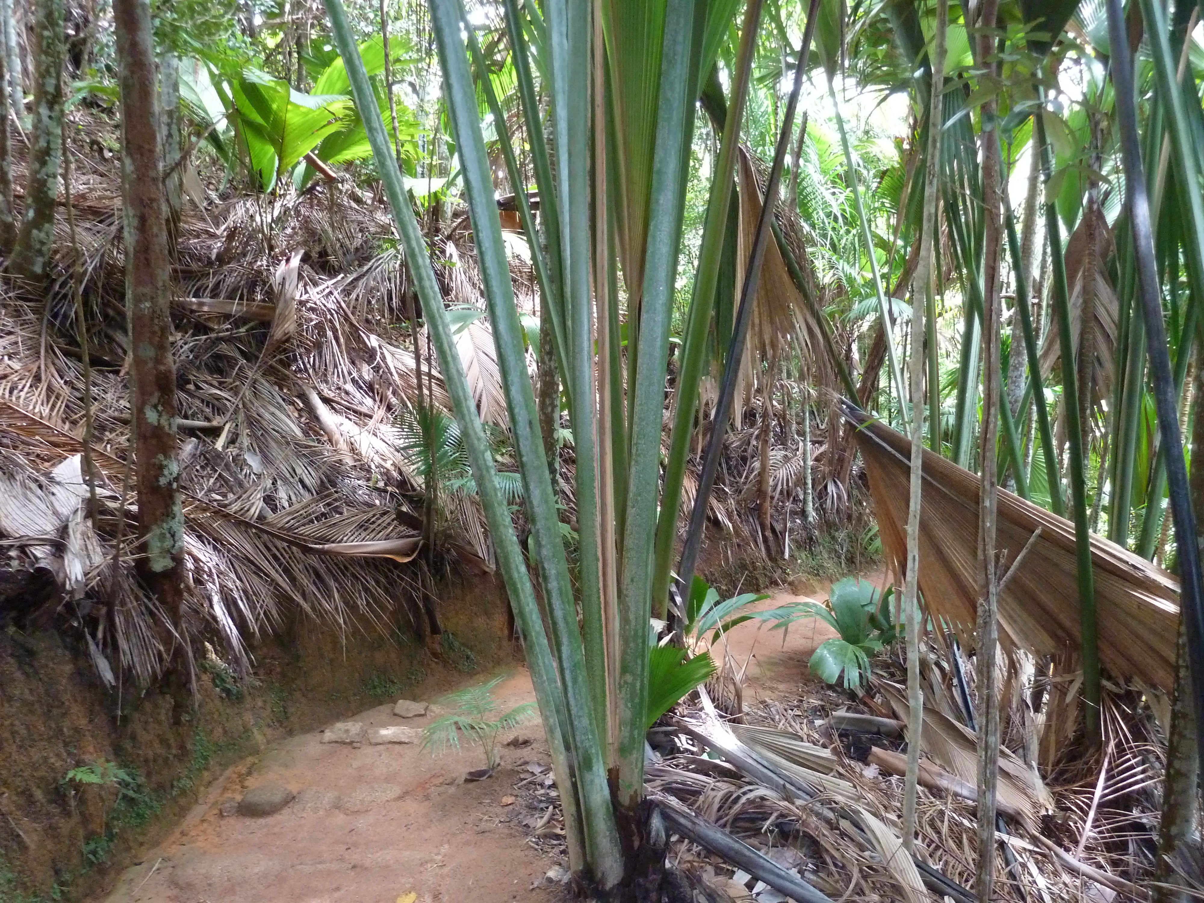 照片 塞舌尔(Seychelles) 五月谷(Vallee de Mai) 2011-10 64