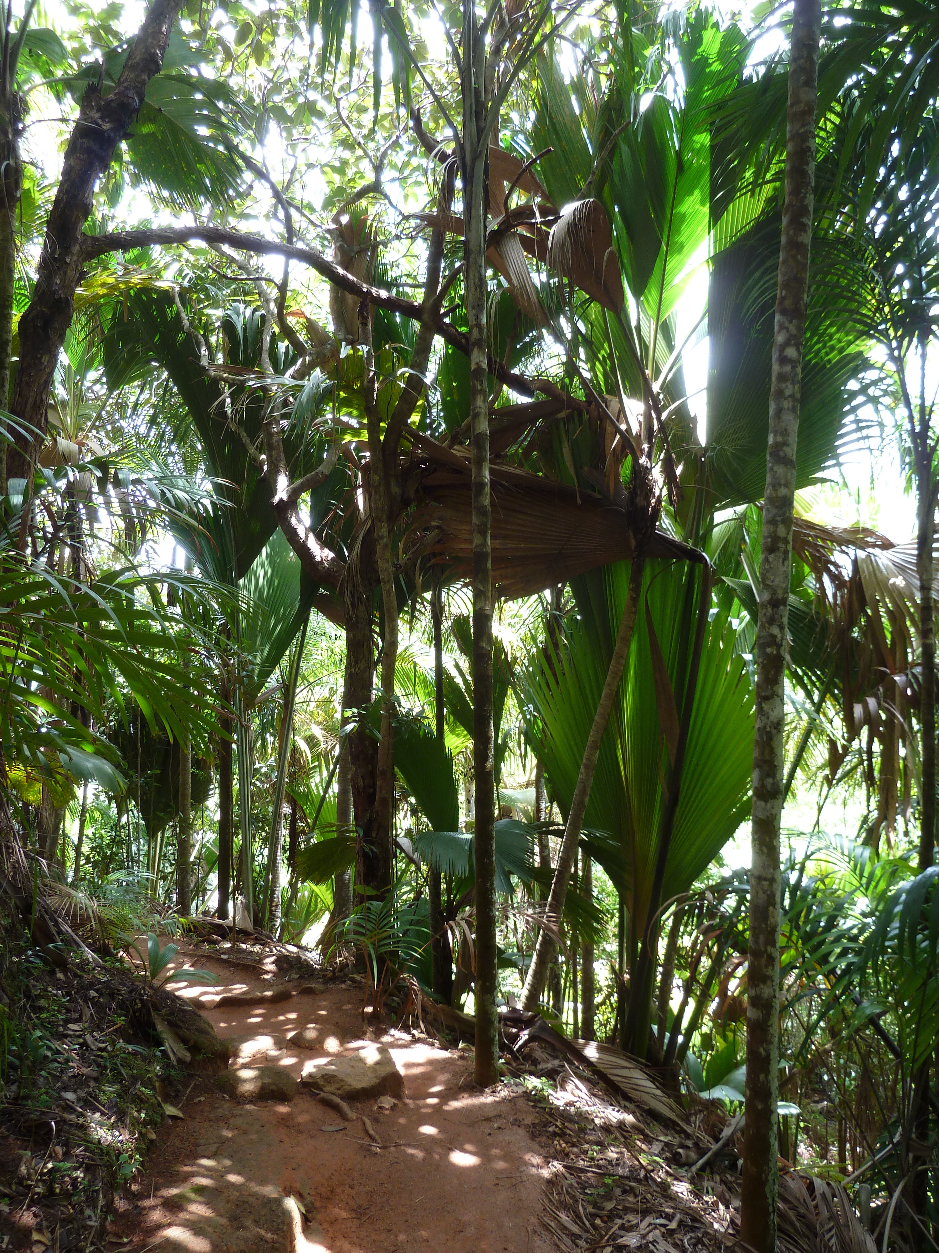 照片 塞舌尔(Seychelles) 五月谷(Vallee de Mai) 2011-10 73