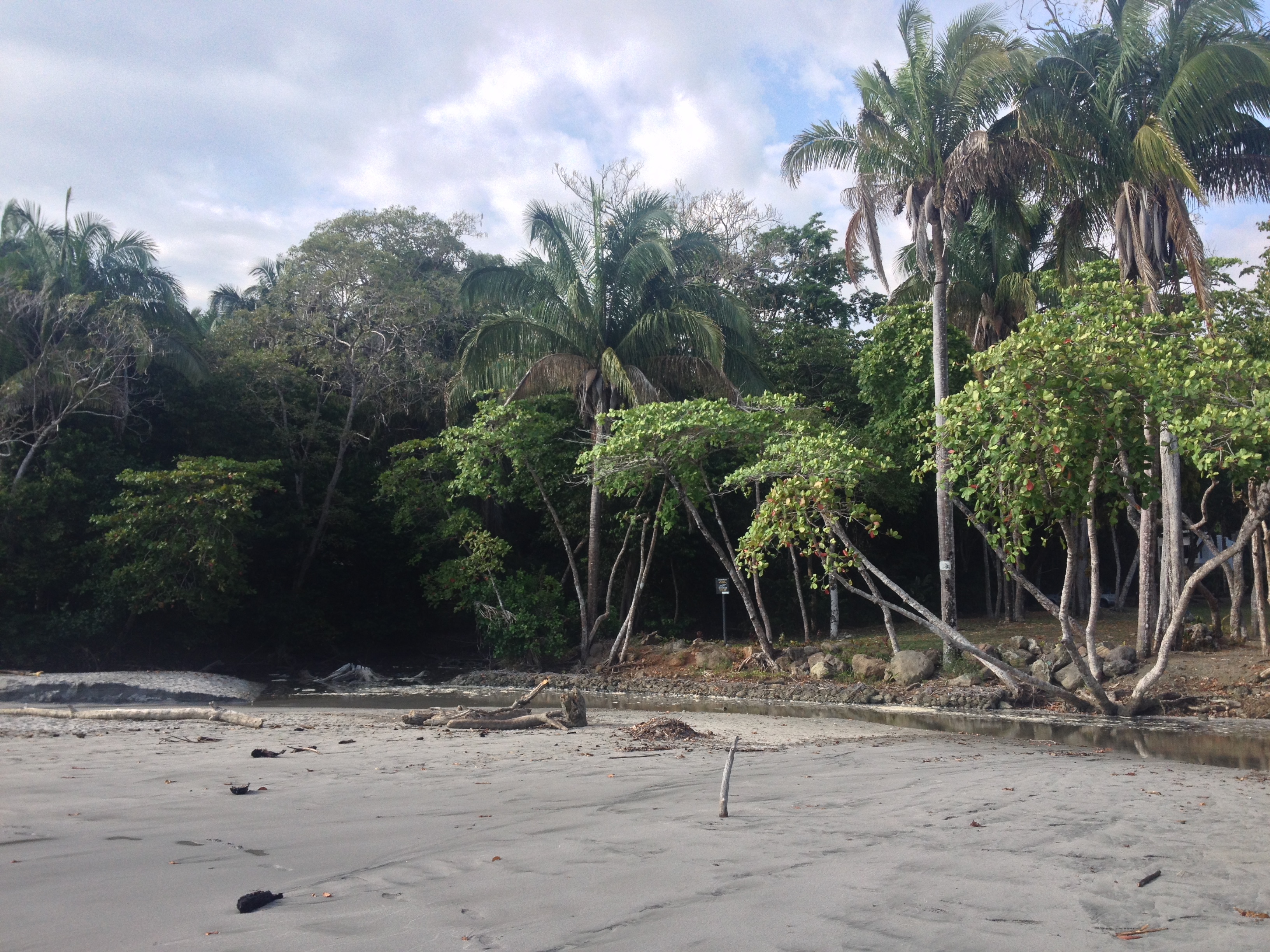 照片 哥斯达黎加(Costa Rica) 曼努埃尔安东尼奥(Manuel Antonio) 2015-03 94