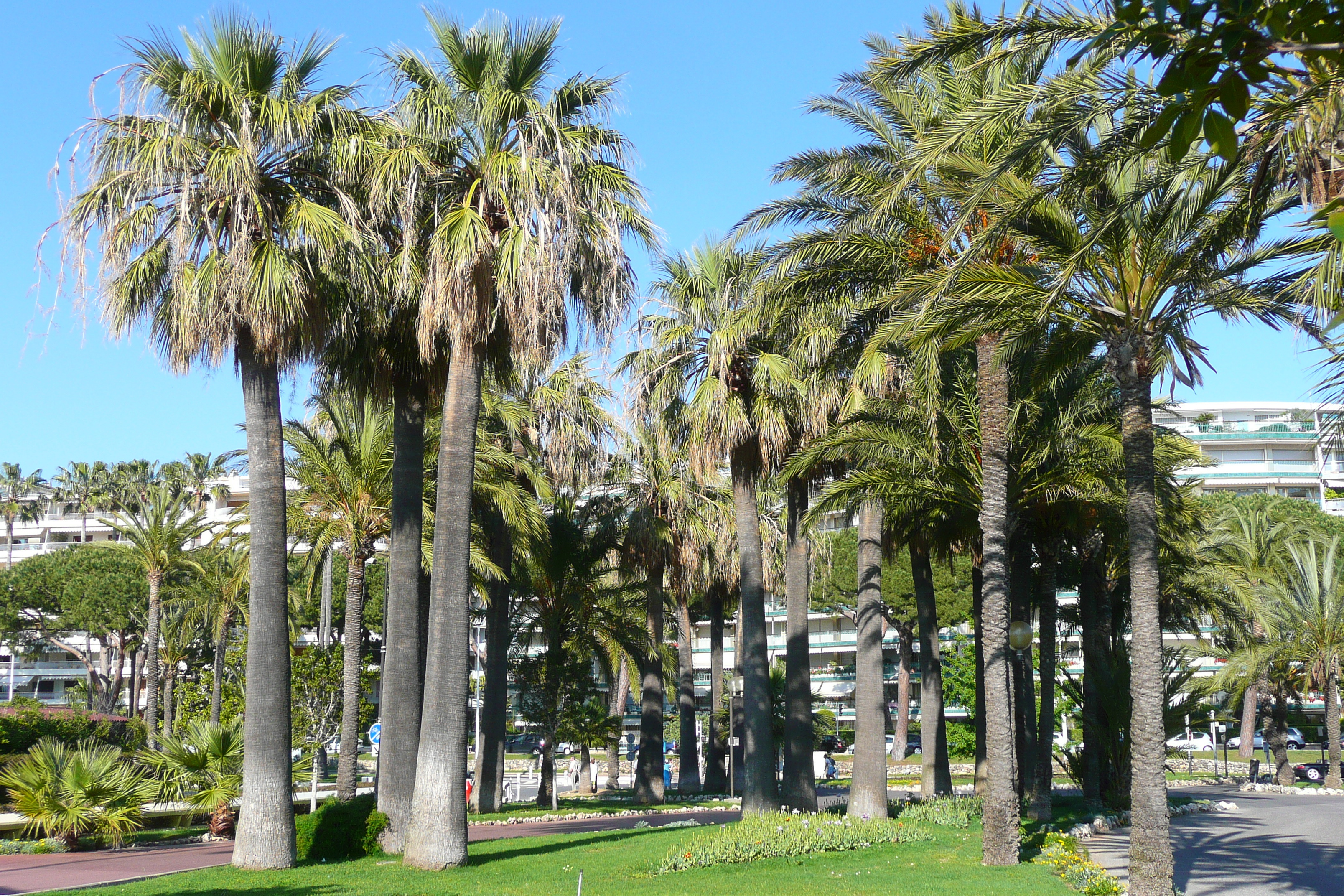 照片 法国(France) 戛纳(Cannes) 皮埃尔·康托港(Port Pierre Canto) 2008-05 16