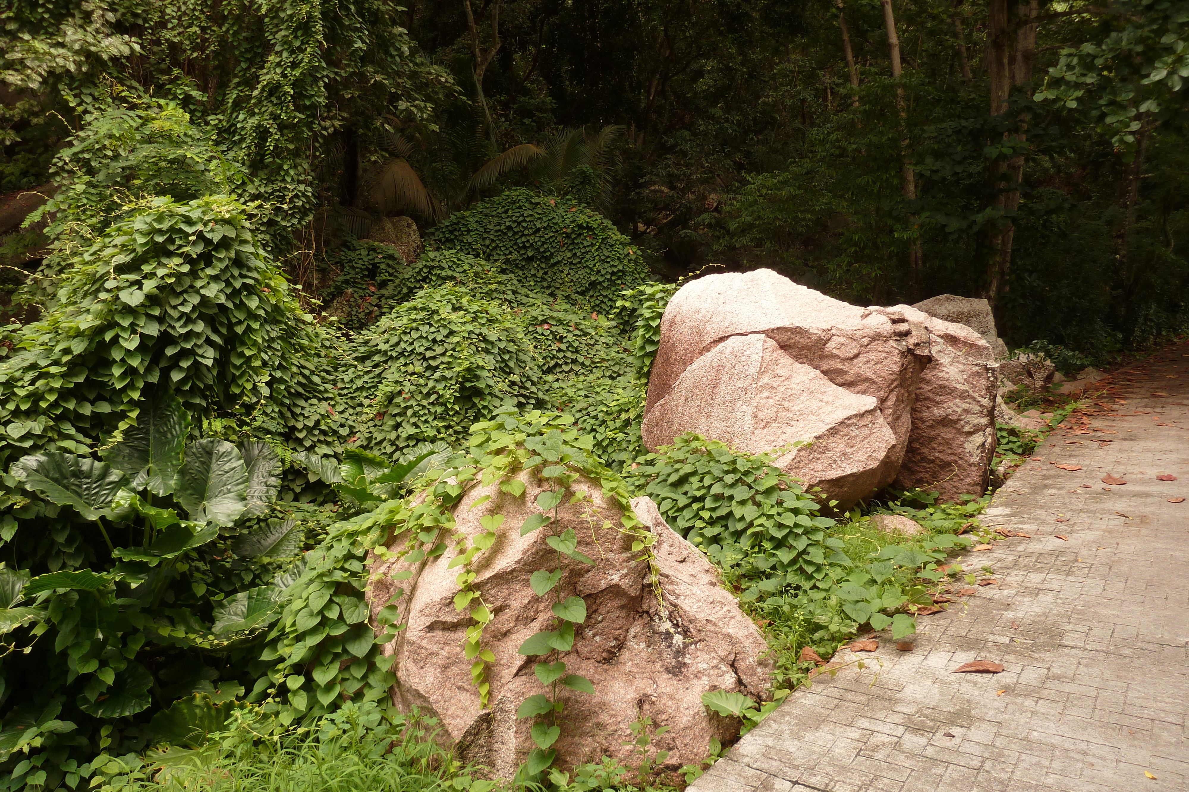 照片 塞舌尔(Seychelles) 拉迪格岛(La Digue) 2011-10 71
