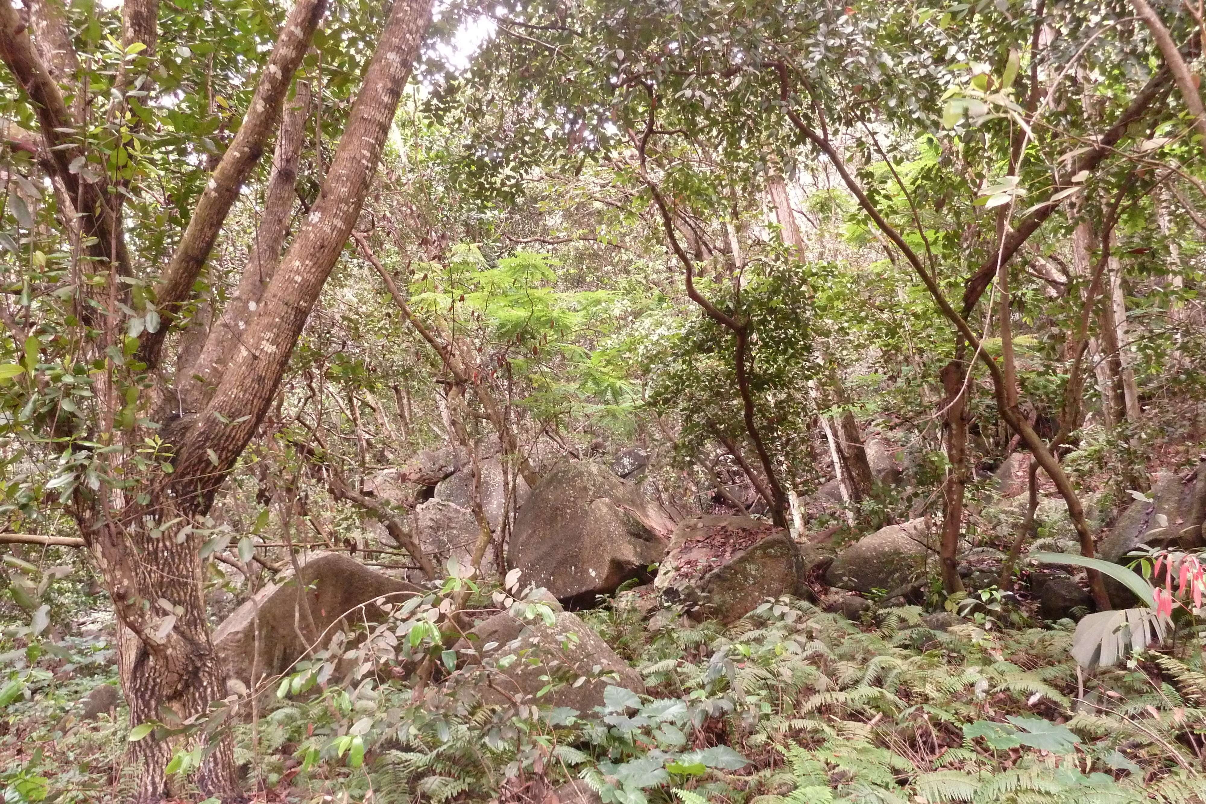 照片 塞舌尔(Seychelles) 拉迪格岛(La Digue) 2011-10 122