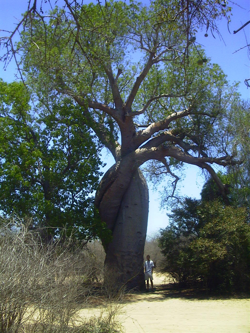 照片 马达加斯加(Madagascar) 穆龙达瓦(Morondava) 1999-10 2