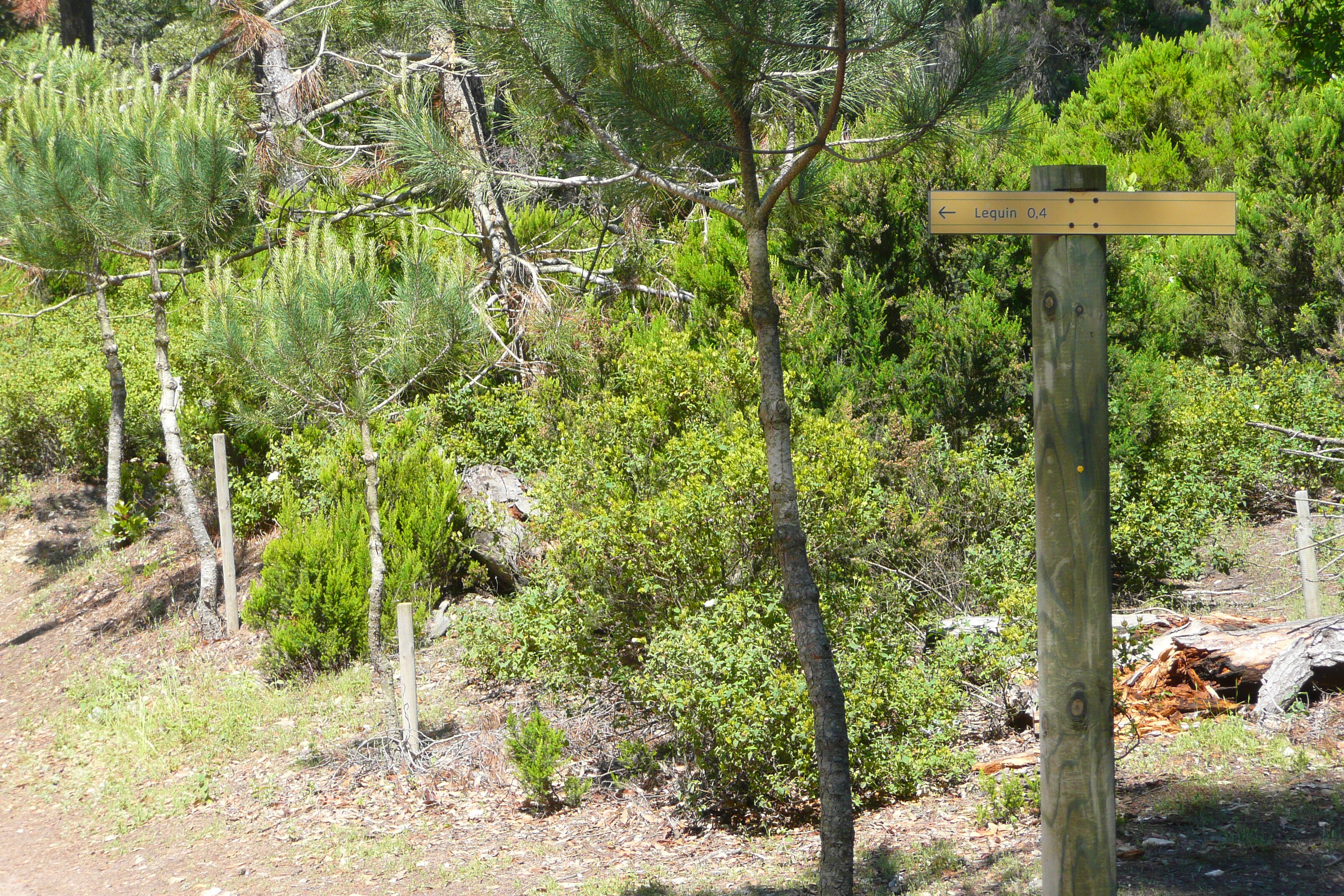照片 法国(France) 波克罗勒岛(Porquerolles Island) 勒坎角(Pointe du Lequin) 2008-05 68