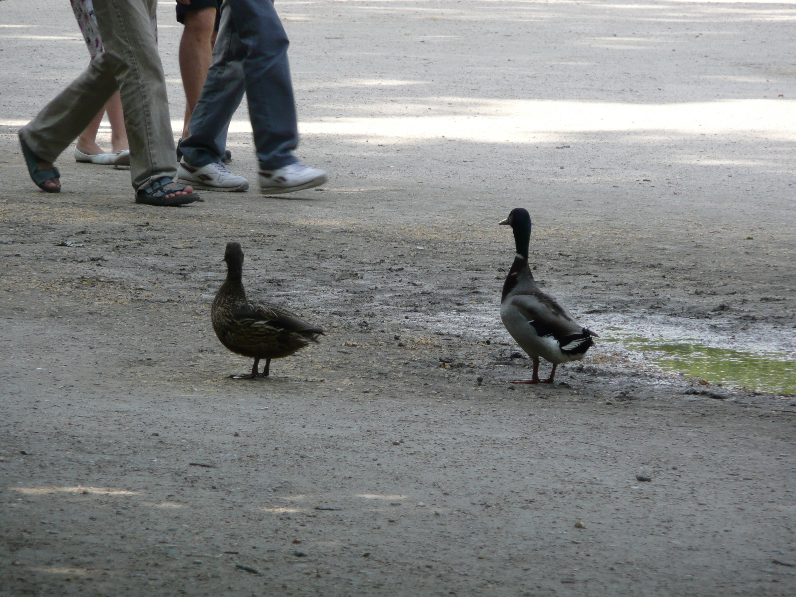 照片 法国(France) 巴黎(Paris) 杜乐丽花园(Garden of Tuileries) 2007-05 358