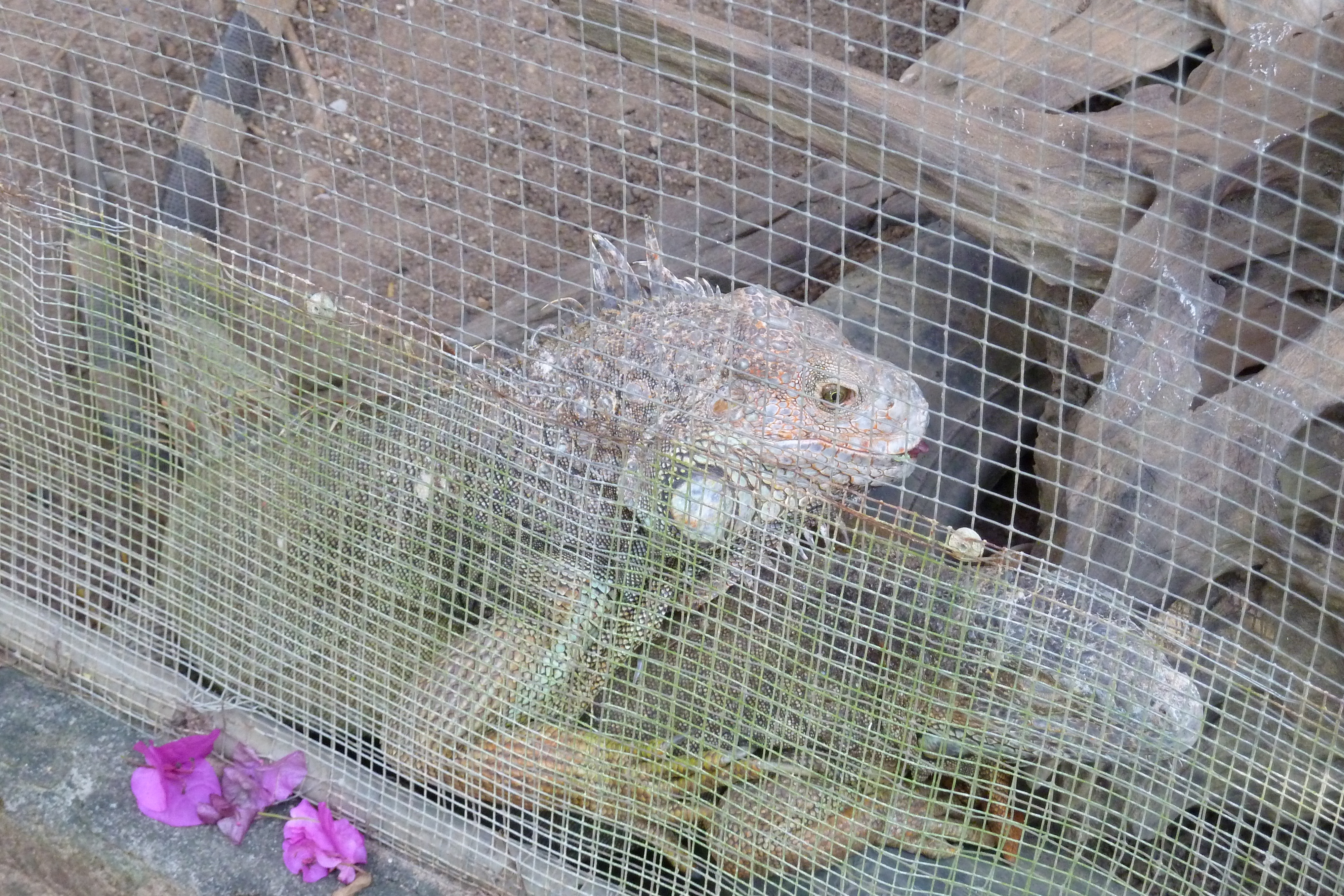 照片 泰国(Thailand) 清迈(Chiang Mai) 湄沙蛇园(Mae Sa Snake Farm) 2010-12 8