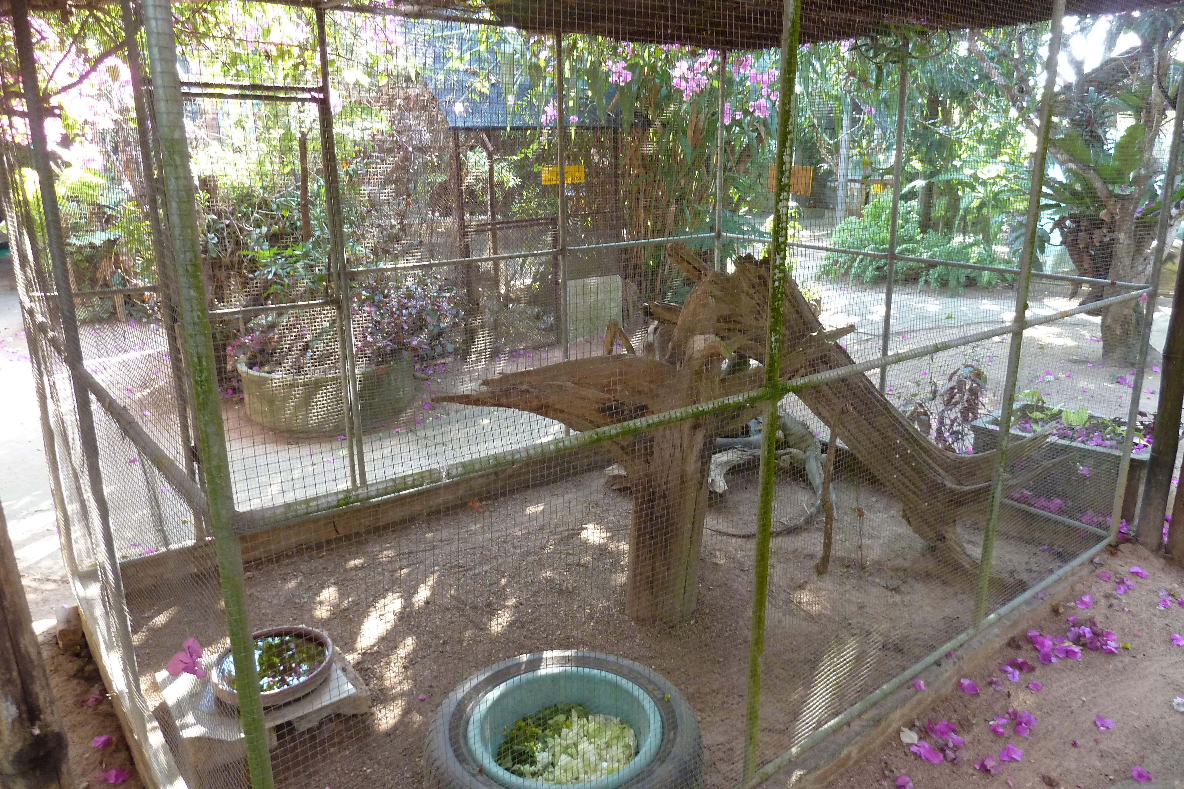 照片 泰国(Thailand) 清迈(Chiang Mai) 湄沙蛇园(Mae Sa Snake Farm) 2010-12 1