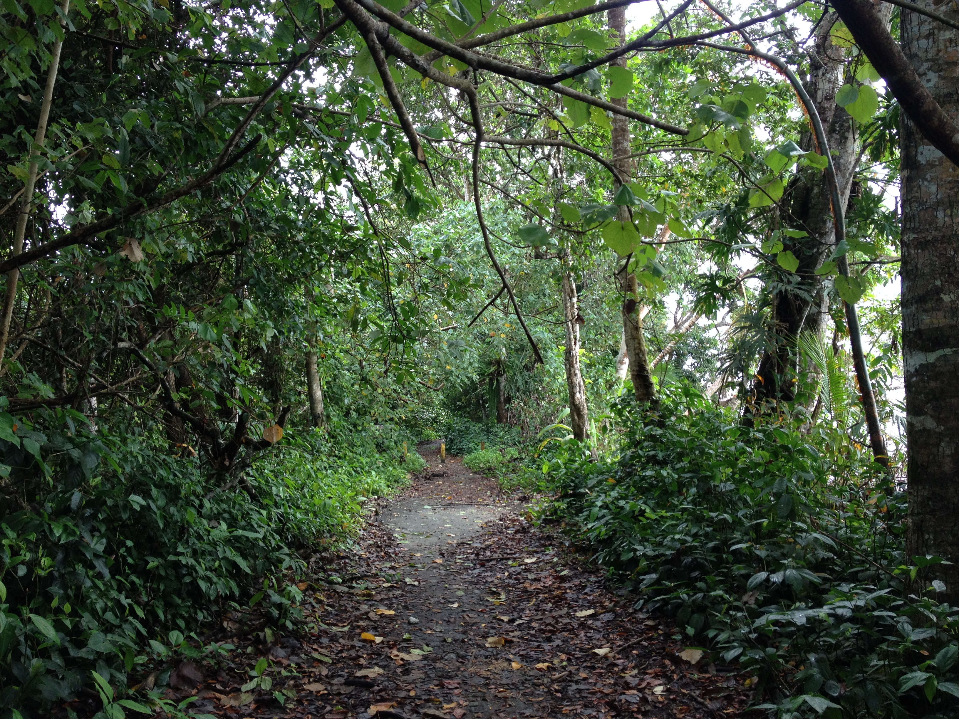 照片 哥斯达黎加(Costa Rica) 卡维塔(Cahuita) 2015-03 105