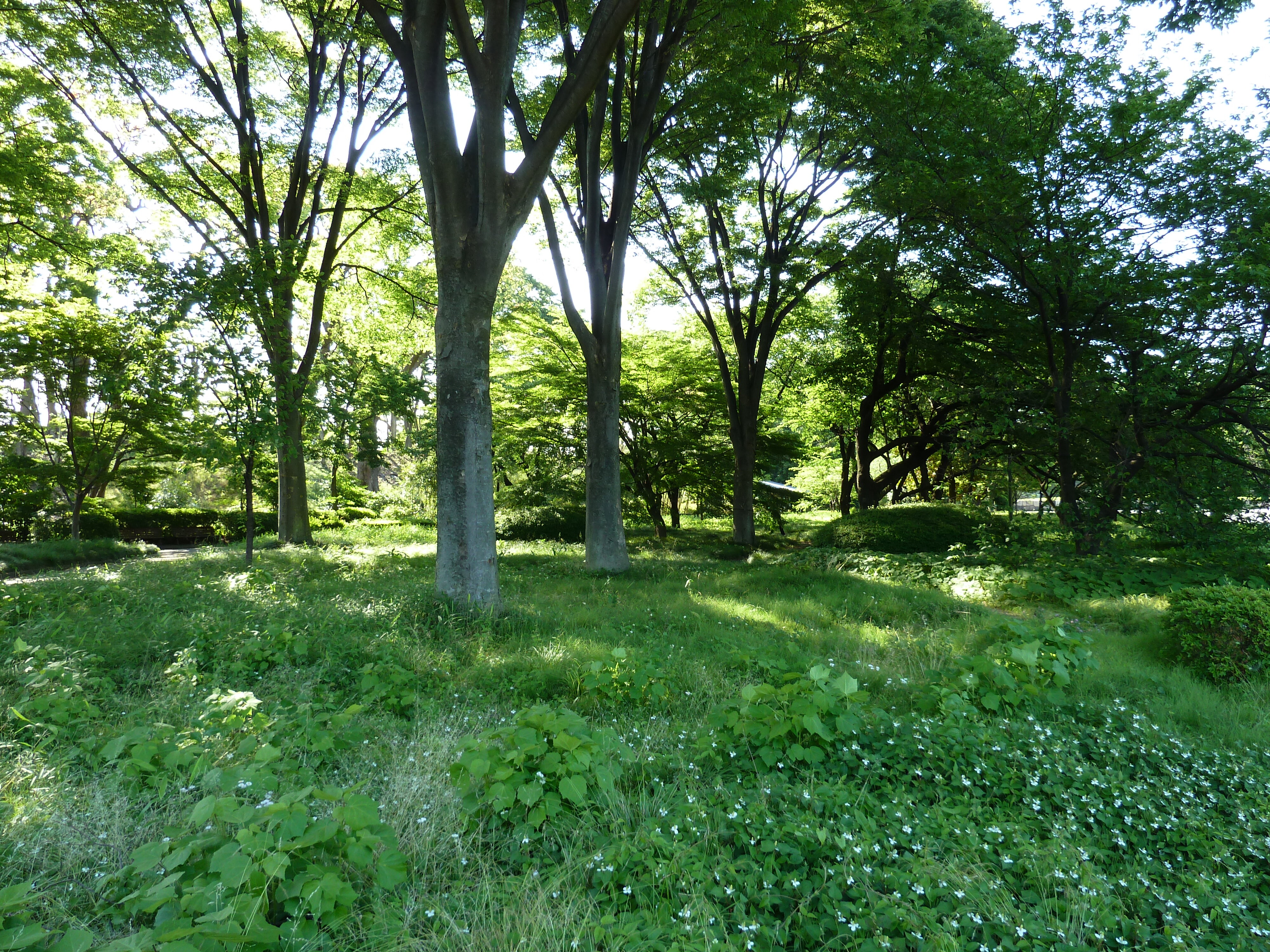 照片 日本(Japan) 东京(Tokyo) 皇居(Imperial Palace) 2010-06 91