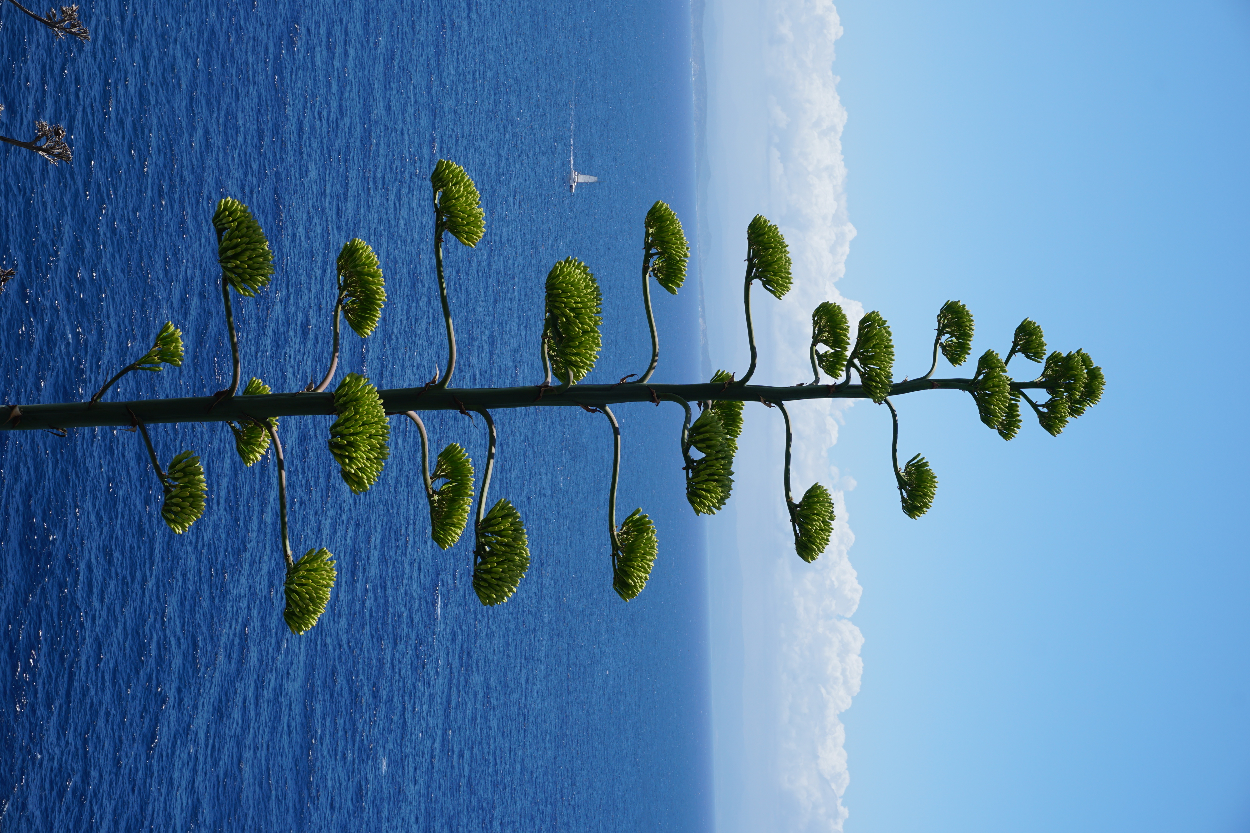 照片 法国(France) 科西嘉岛(Corsica) 博尼法乔(Bonifacio) 2017-07 36